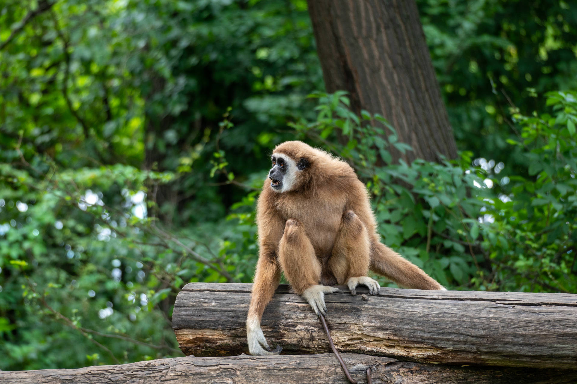 Gibbon On A Log Background