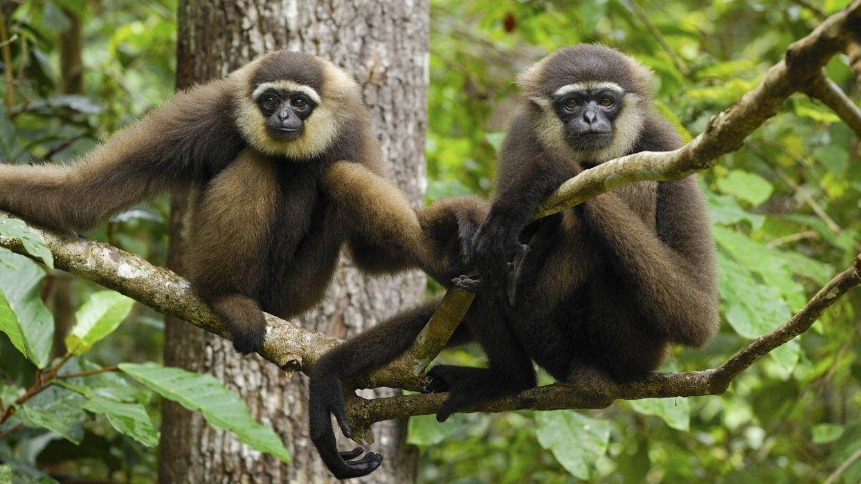 Gibbon On Branches Background