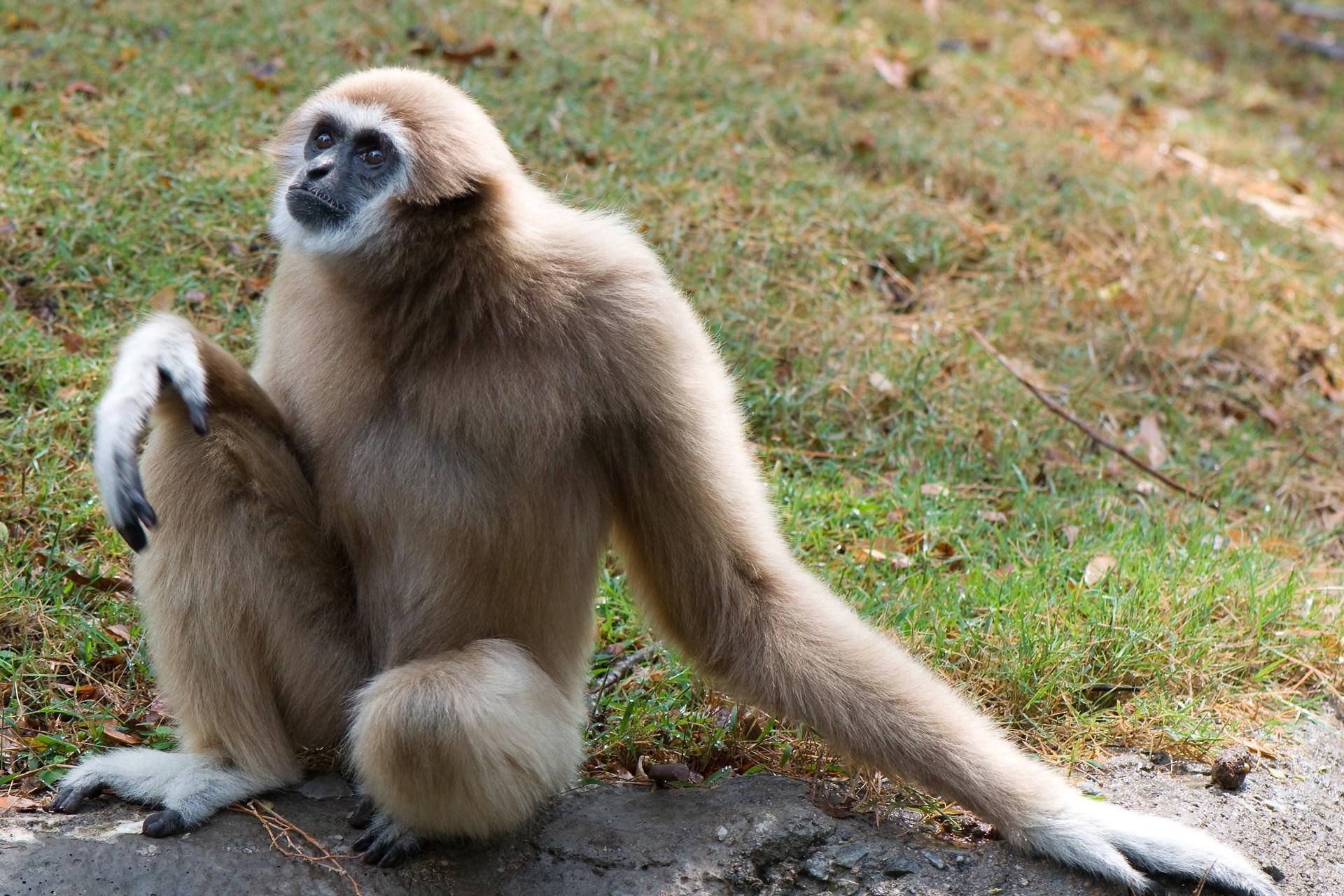 Gibbon On Grass