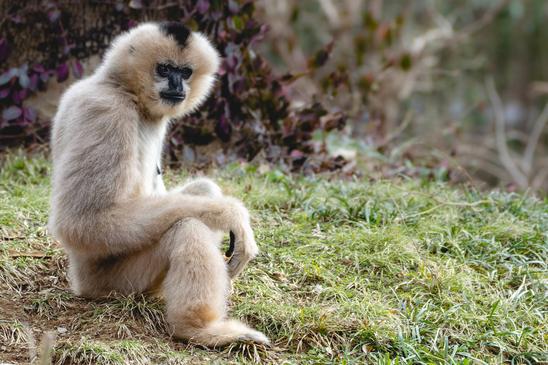 Gibbon On Ground Background