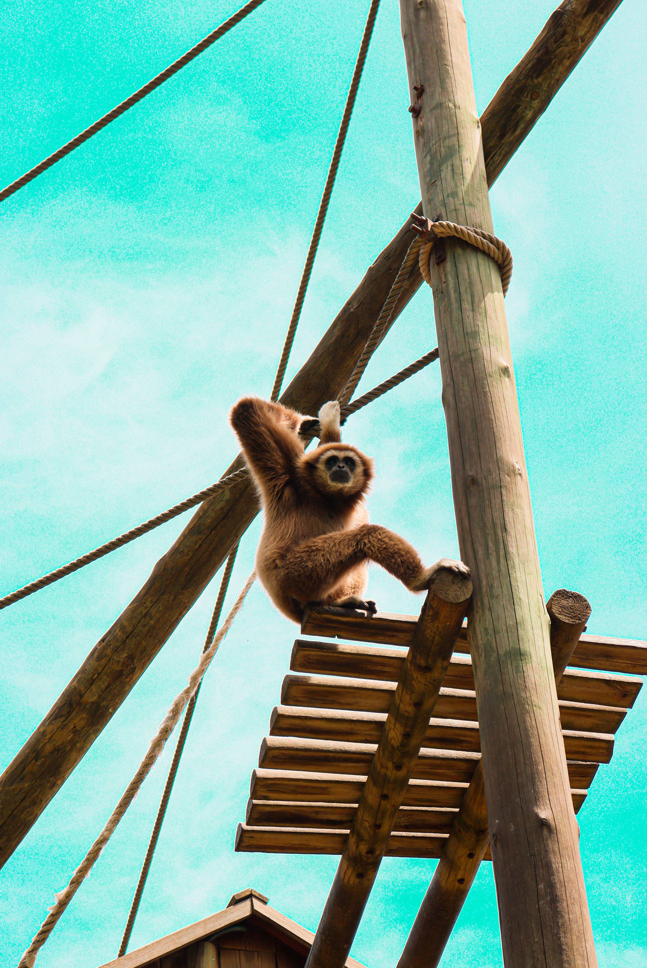 Gibbon On High Post