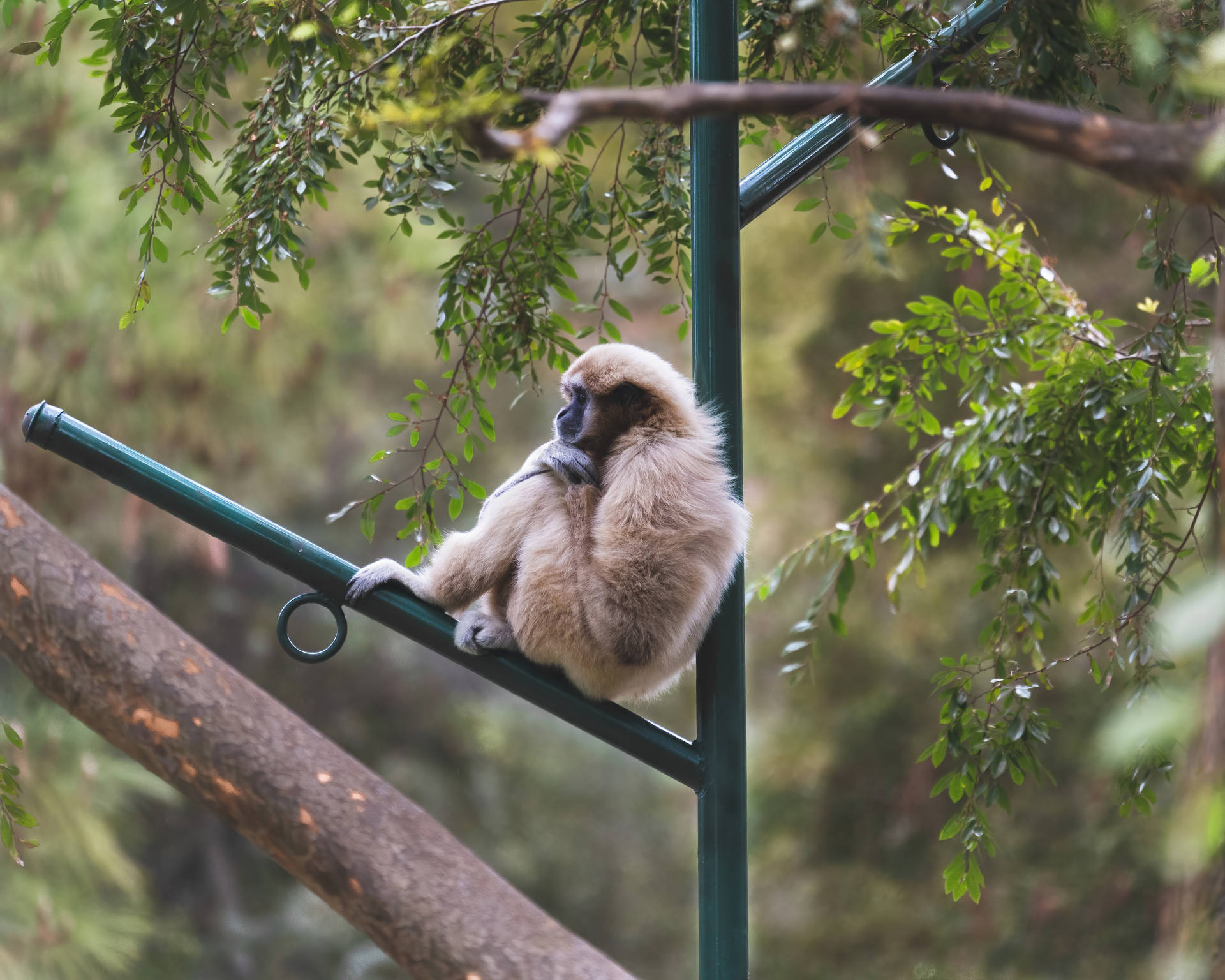Gibbon On Lamp Post