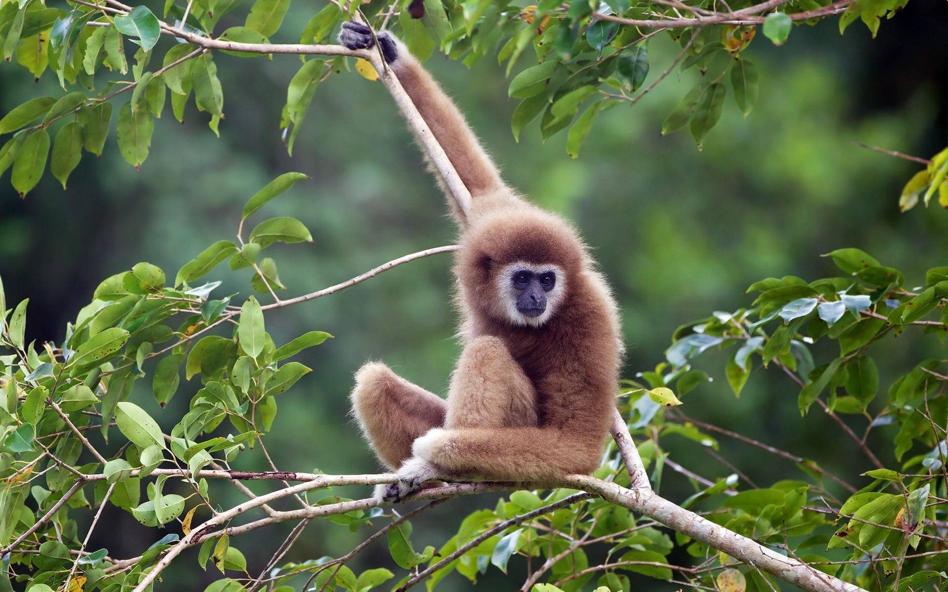 Gibbon On Thin Branch Background