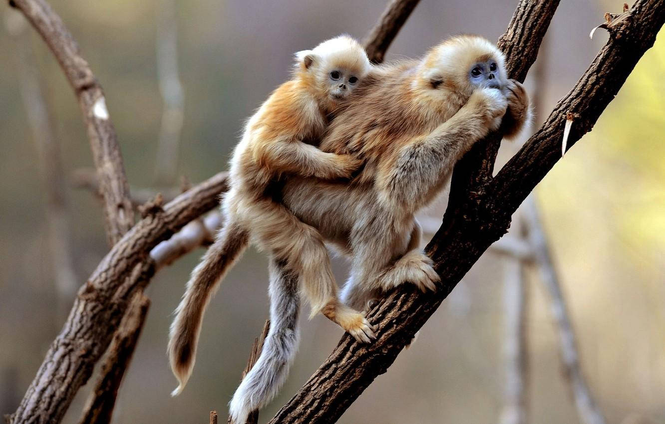 Gibbon On Tree Branch