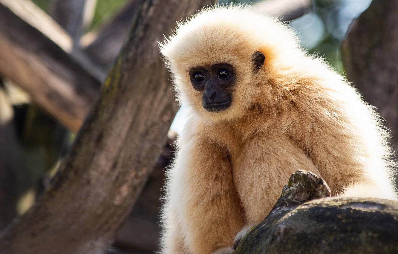 Gibbon On Tree Background