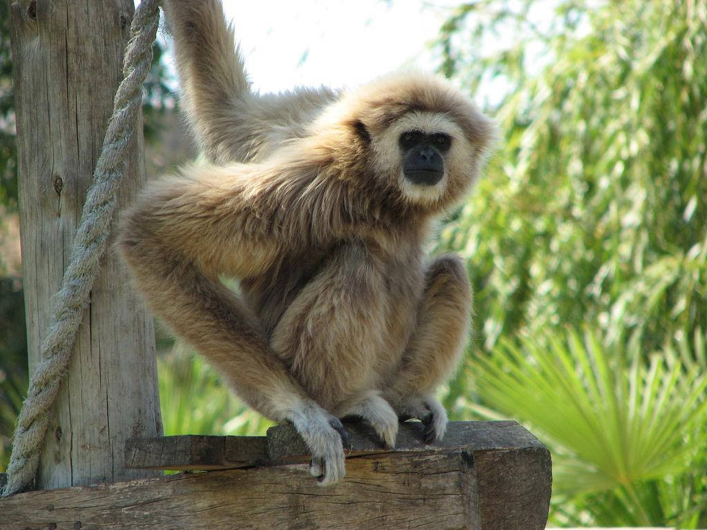 Gibbon On Tree Trunk Background