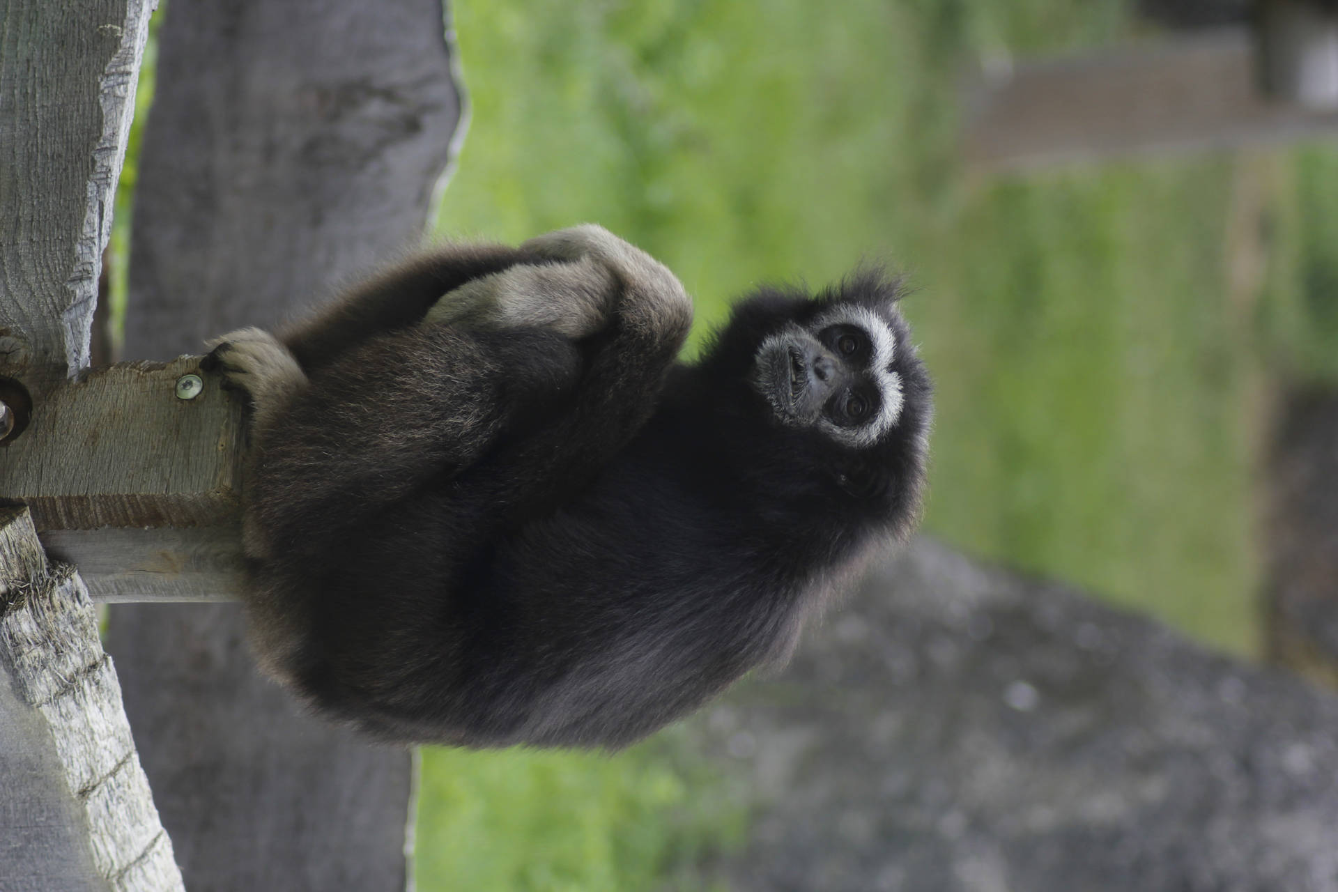 Gibbon Outside Enclosure Background