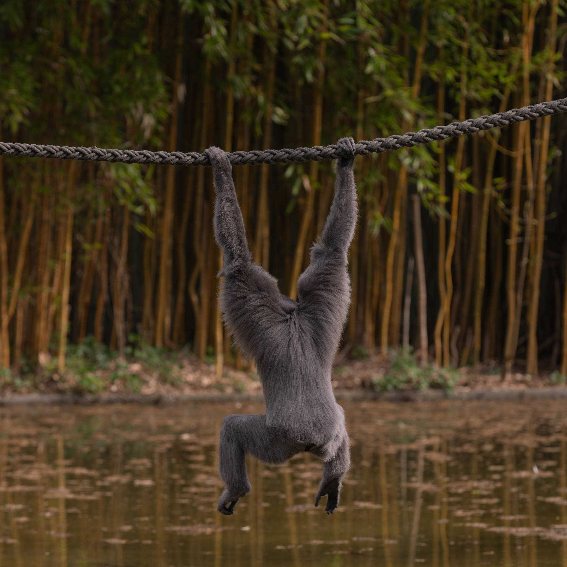 Gibbon Over Water Background