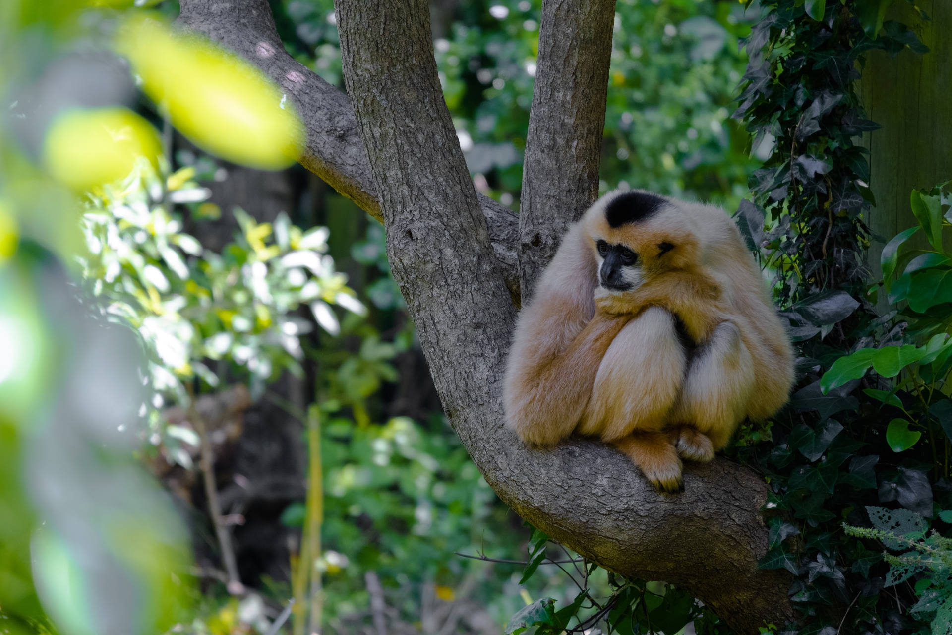 Gibbon Sad Looking Background