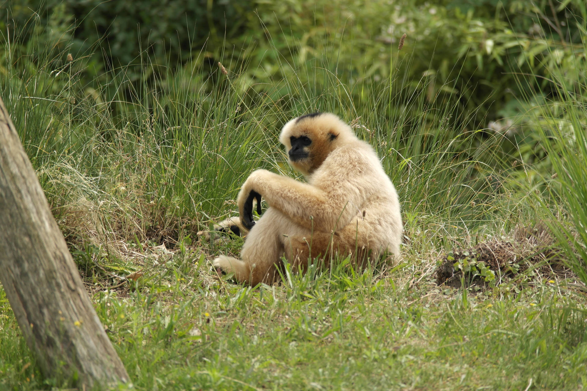 Gibbon Sitting On Grass Background