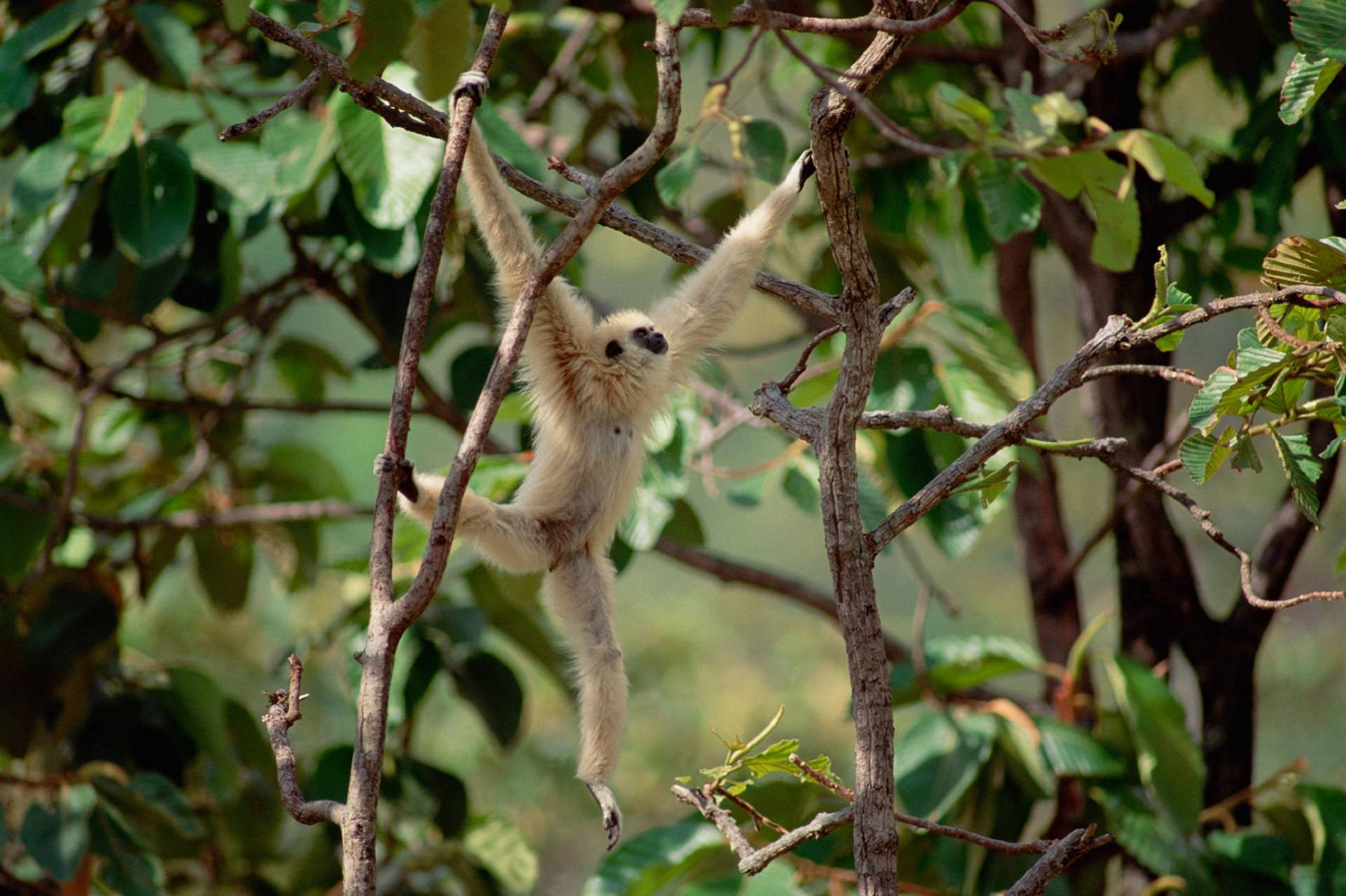 Gibbon Swinging On Branches Background
