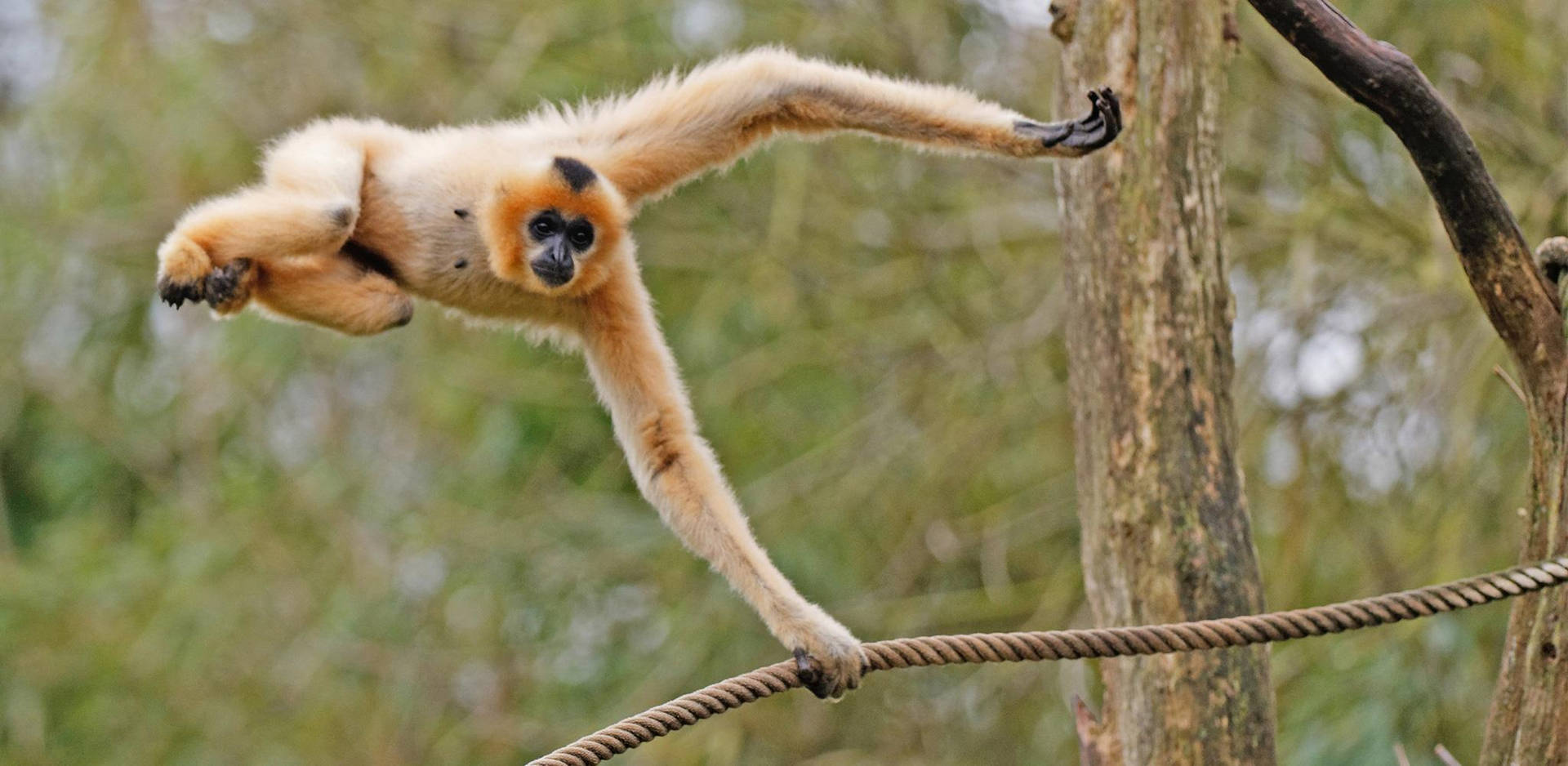 Gibbon Swinging On Rope