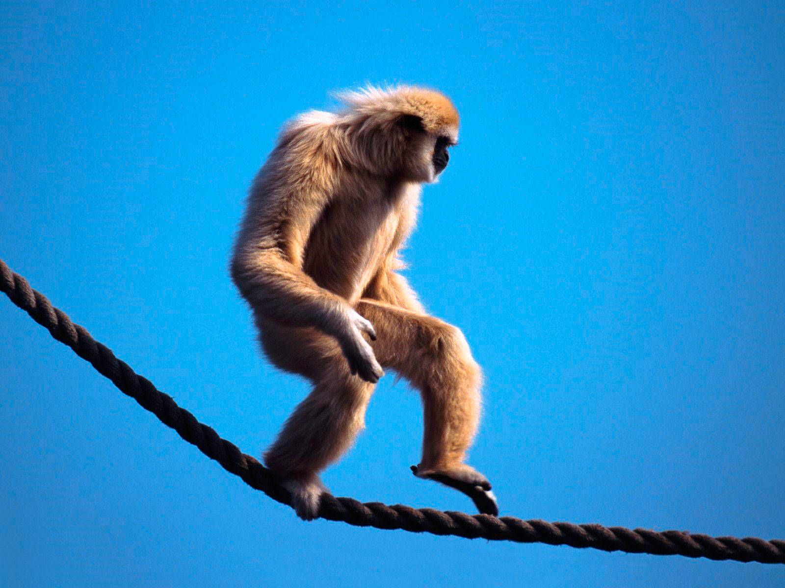 Gibbon Walking On Rope Background