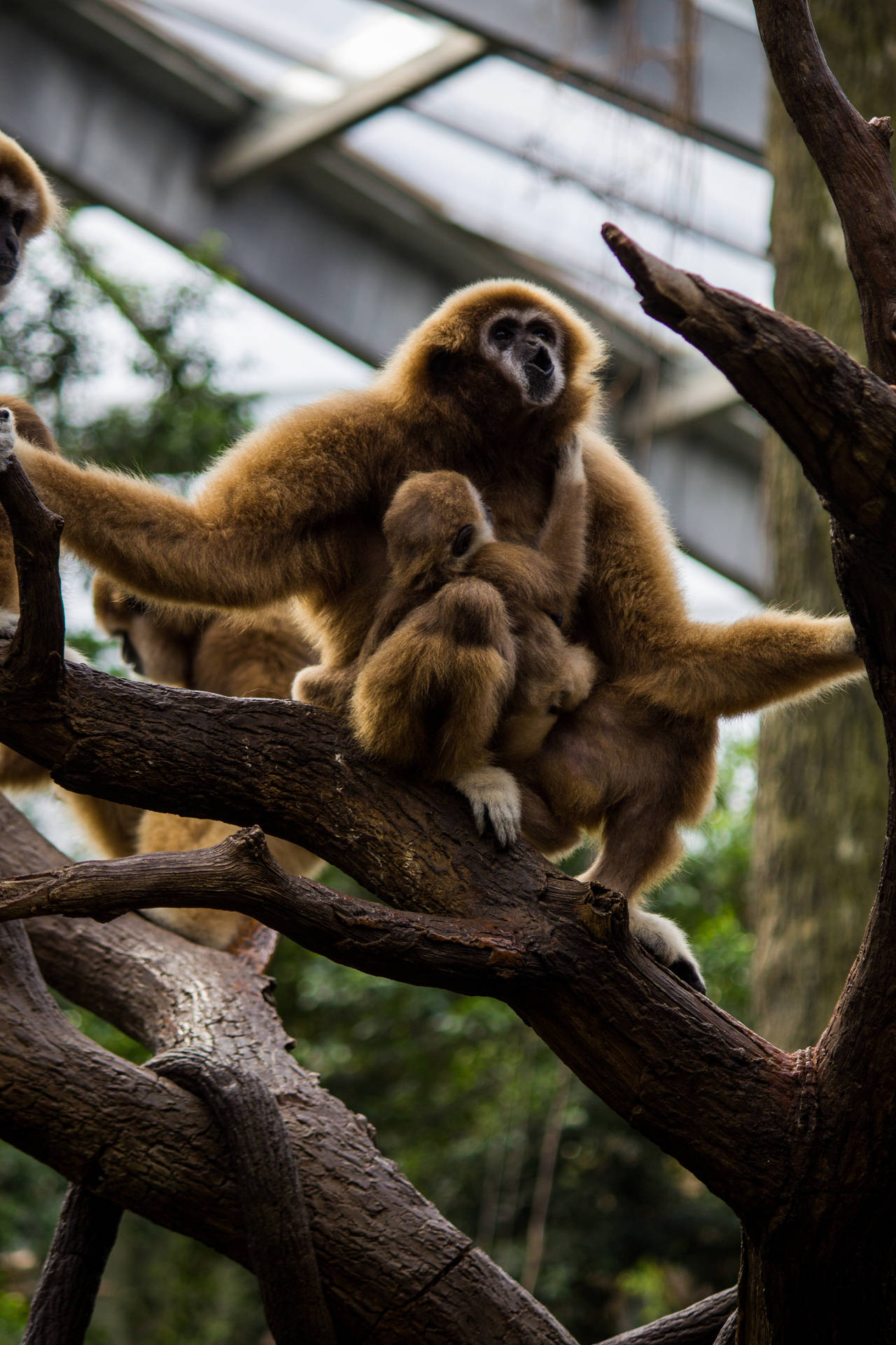 Gibbon With Baby