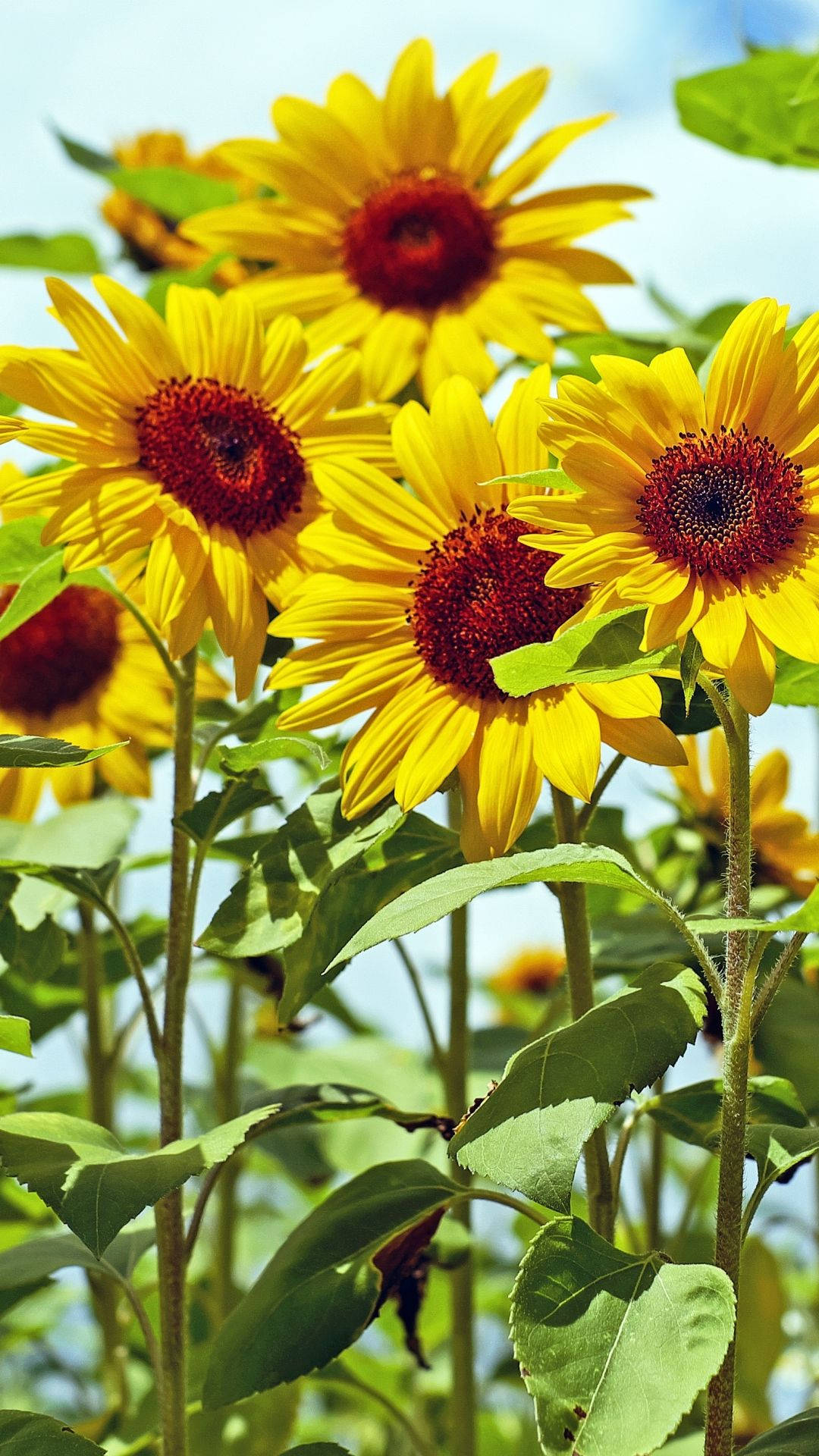 Giganteus Sunflower Iphone Background