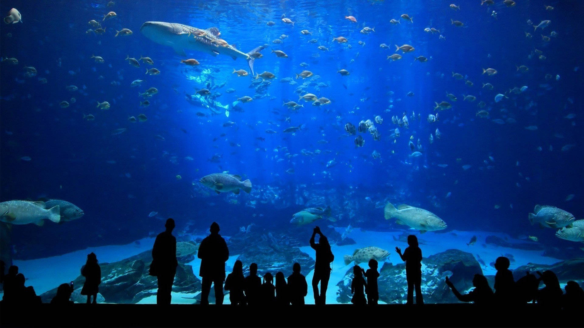 Gigantic Museum Aquarium Background