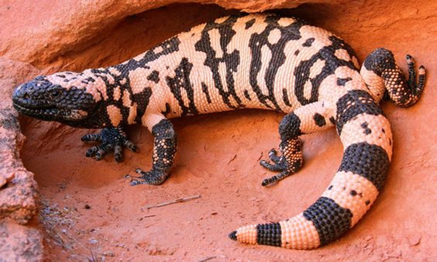 Gila Monster Black And White Pattern On Rock