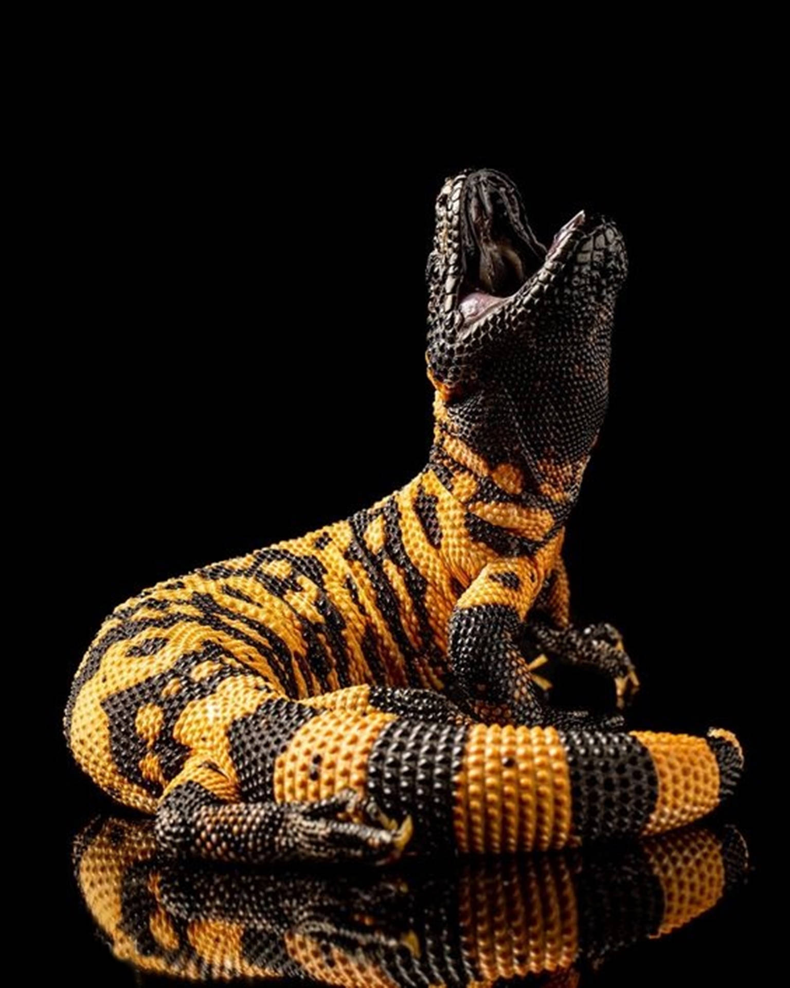 Gila Monster Black And Yellow Roaring