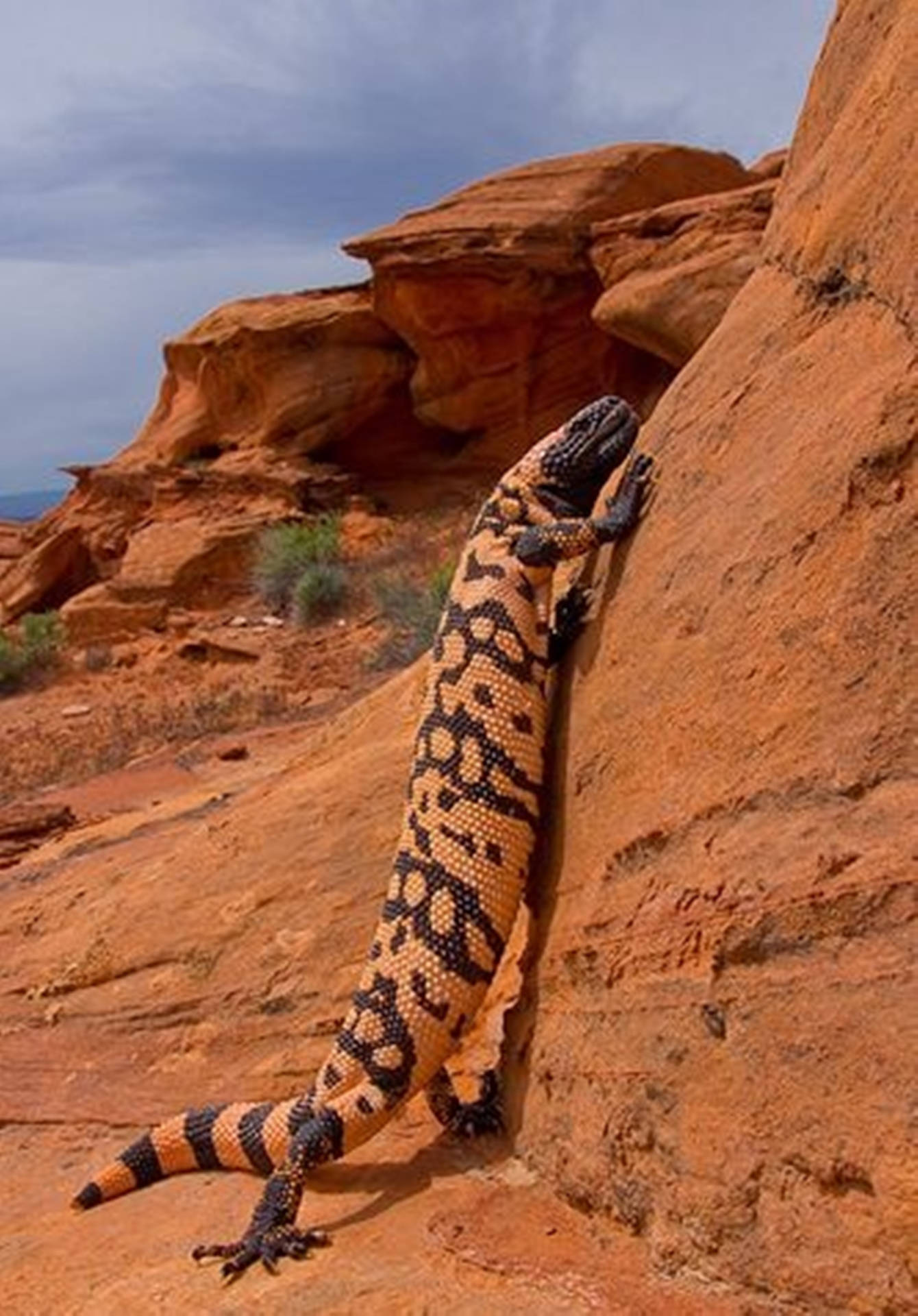 Gila Monster Climbing On Rock Formation