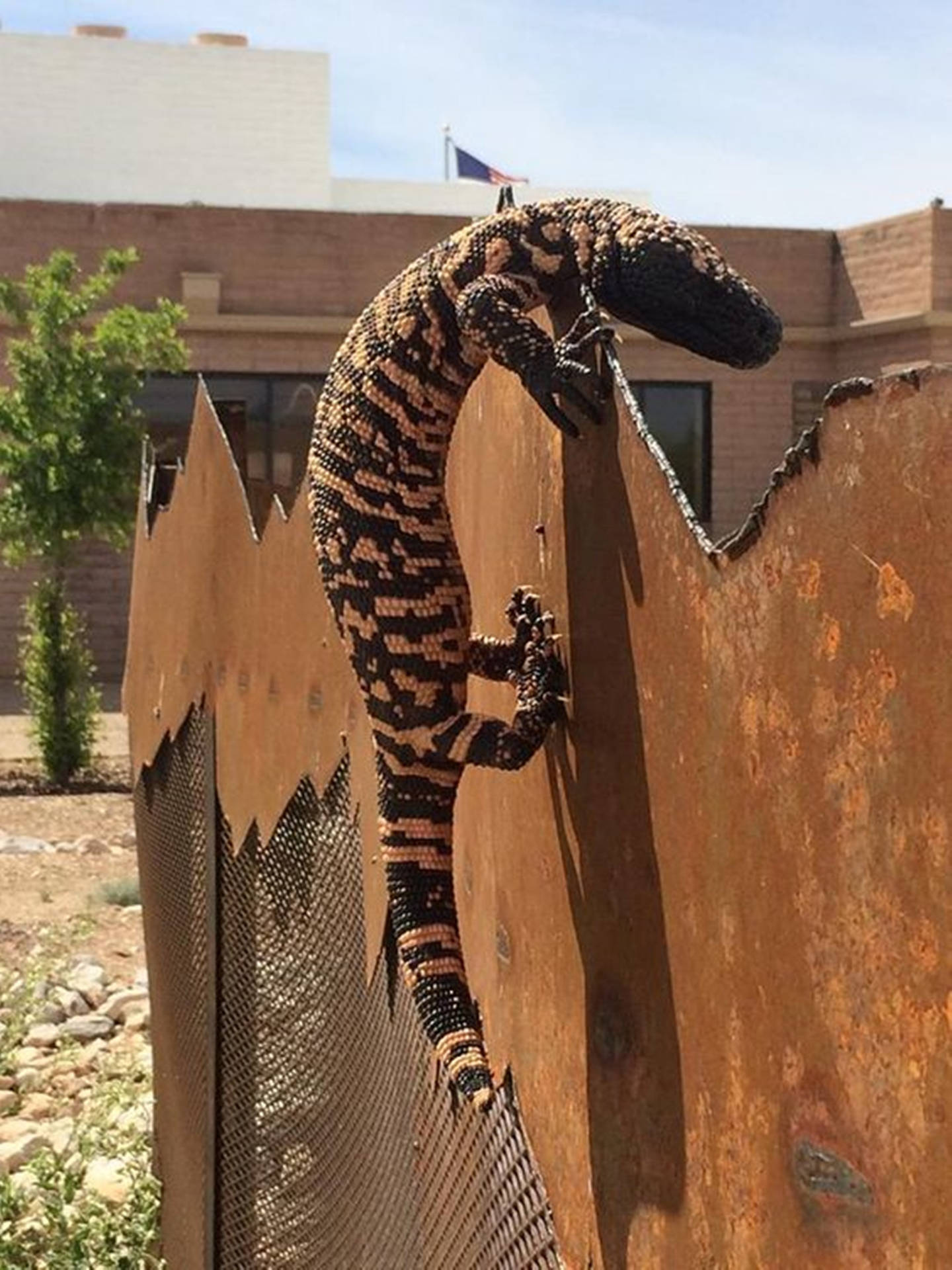 Gila Monster Climbing On Wall