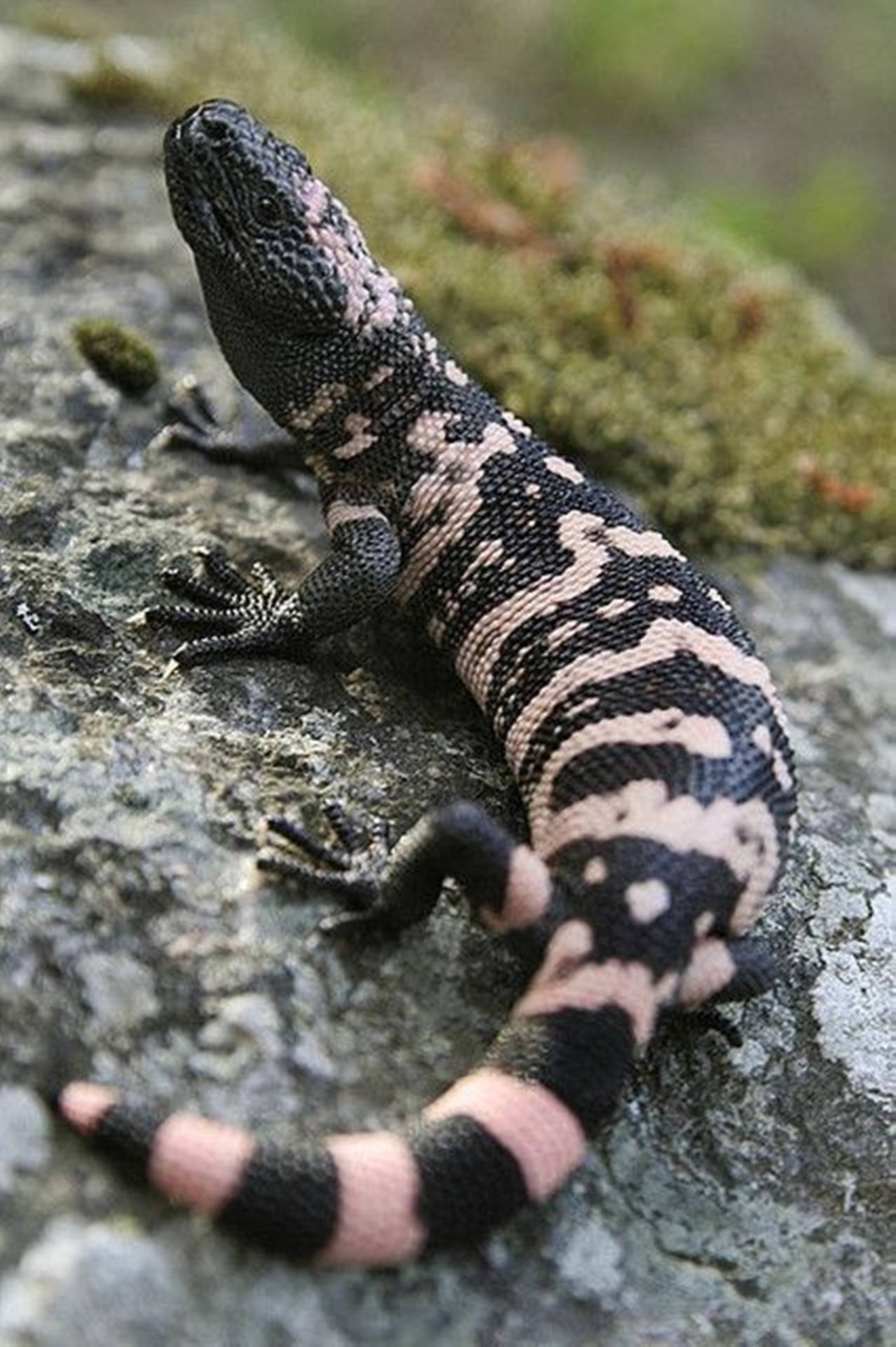 Gila Monster Crawling On Gray Rock