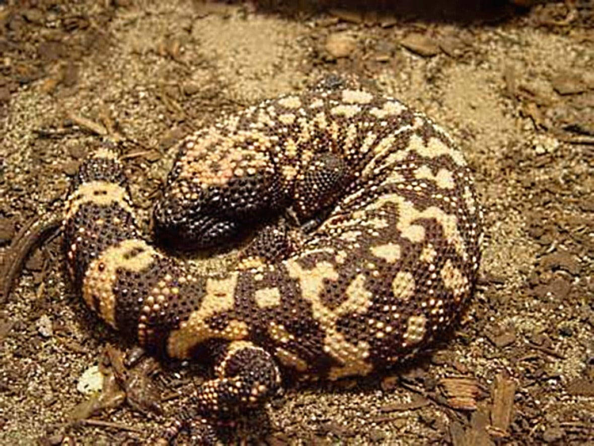 Gila Monster Curling Body On Ground