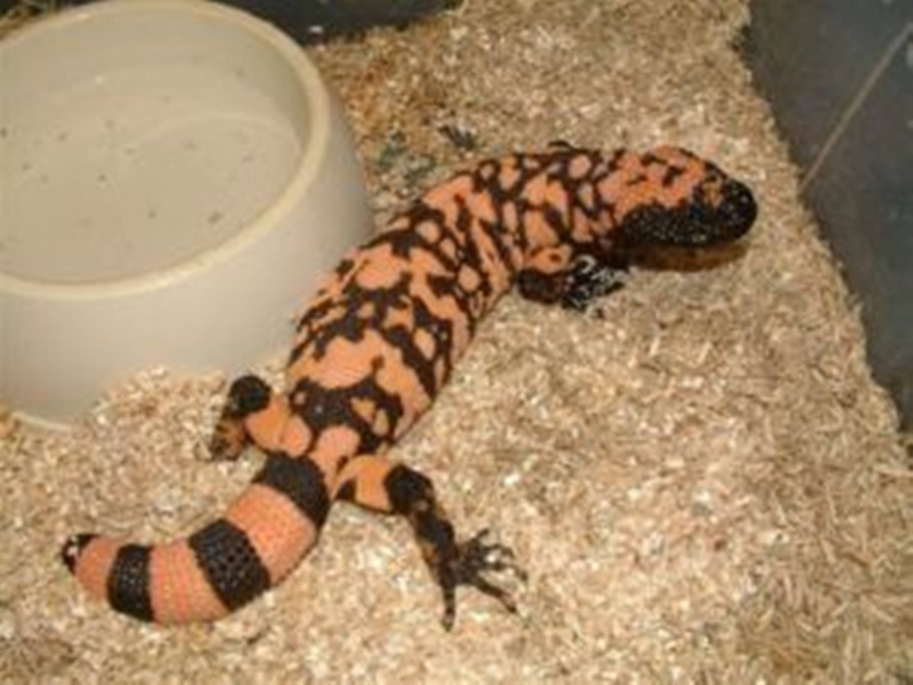 Gila Monster In Glass Cage With White Bowl