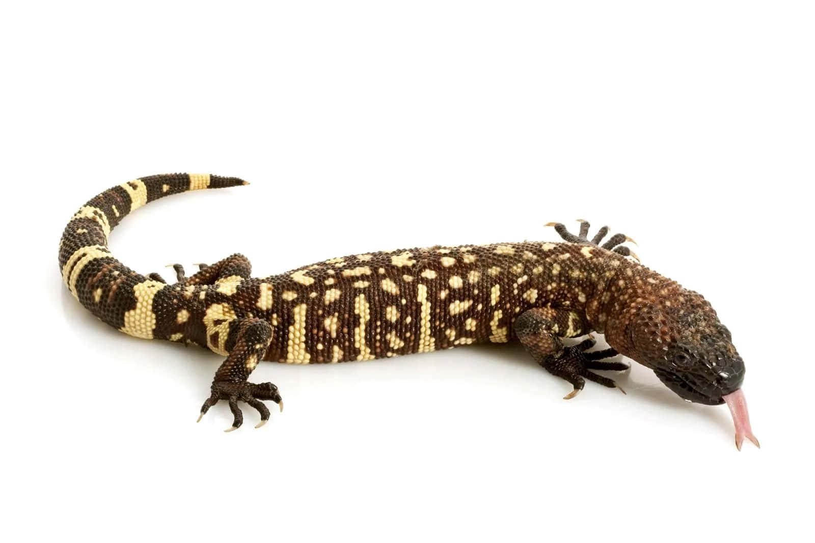 Gila Monster Lizard White Background Background