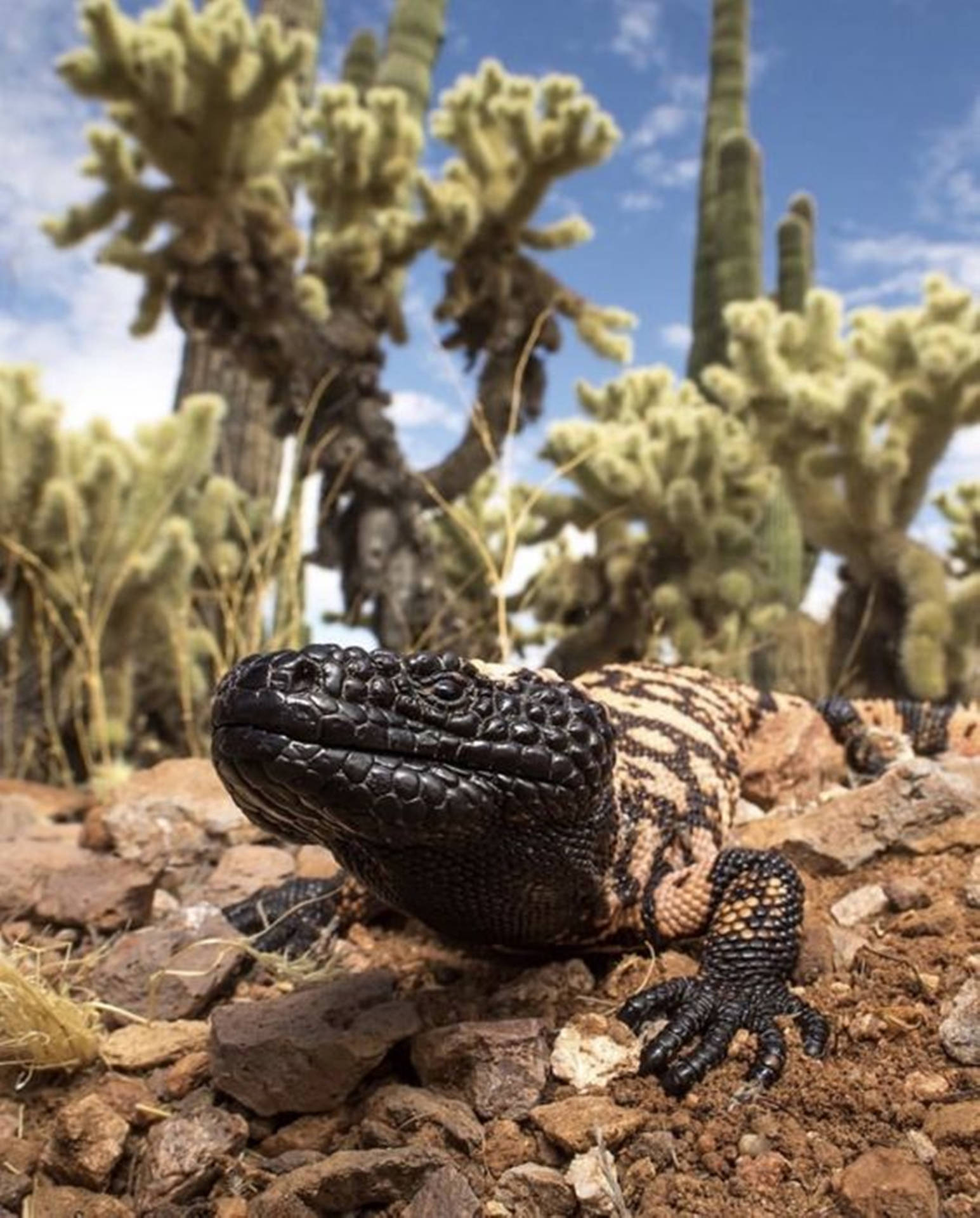 Gila Monster Lurking Amongst Cactuses