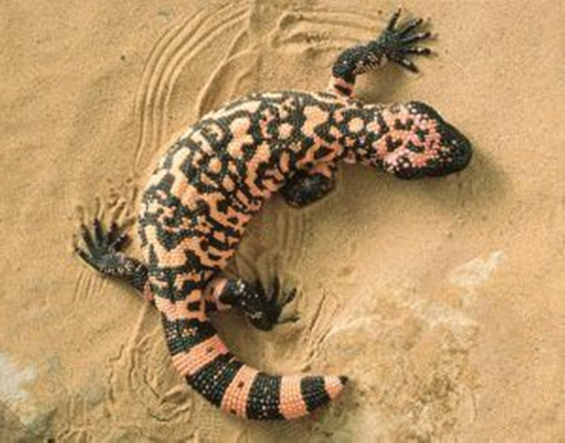 Gila Monster On Desert Sand