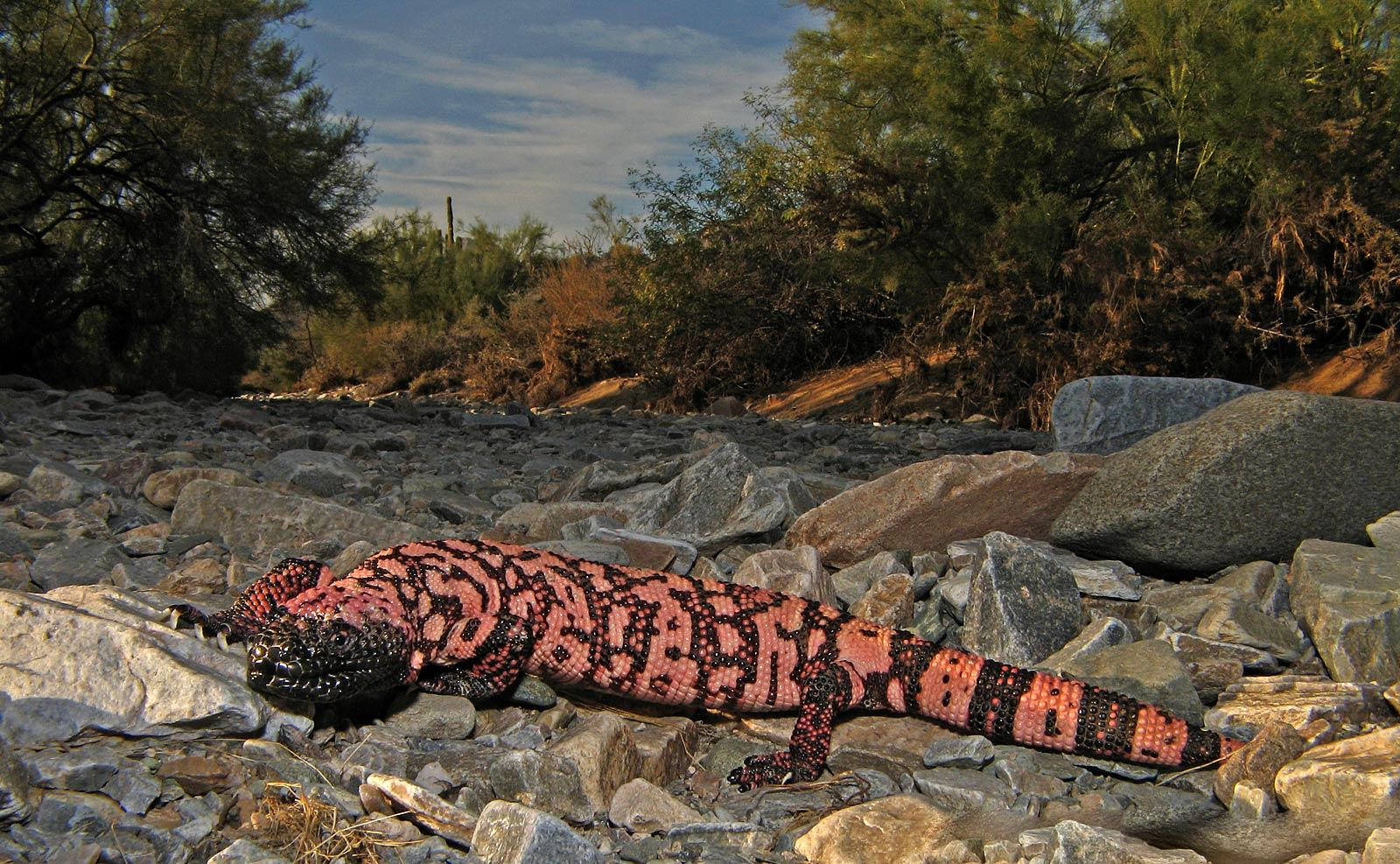 Gila Monster On Gray Rocks Background