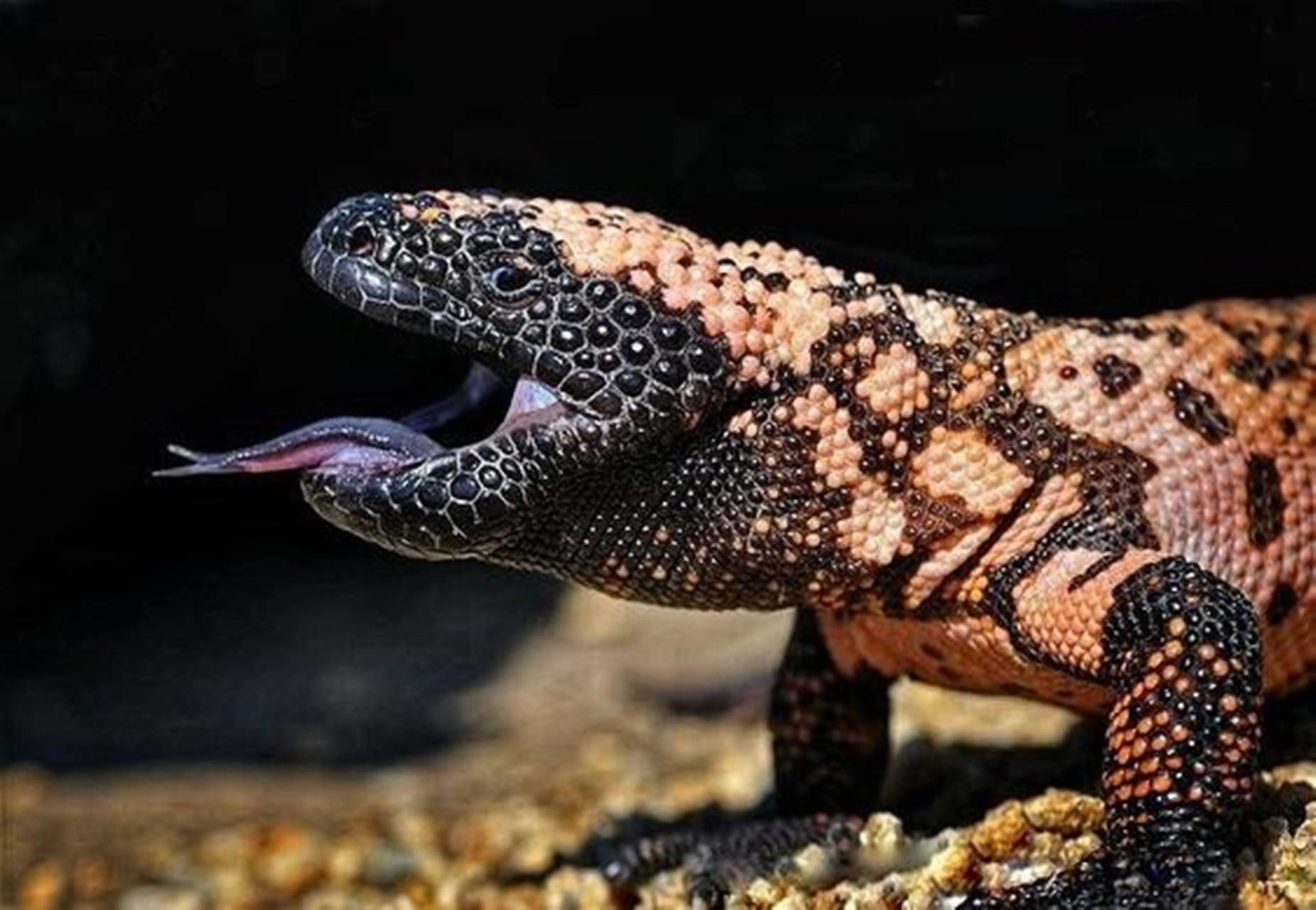 Gila Monster Roaring With Tongue Out