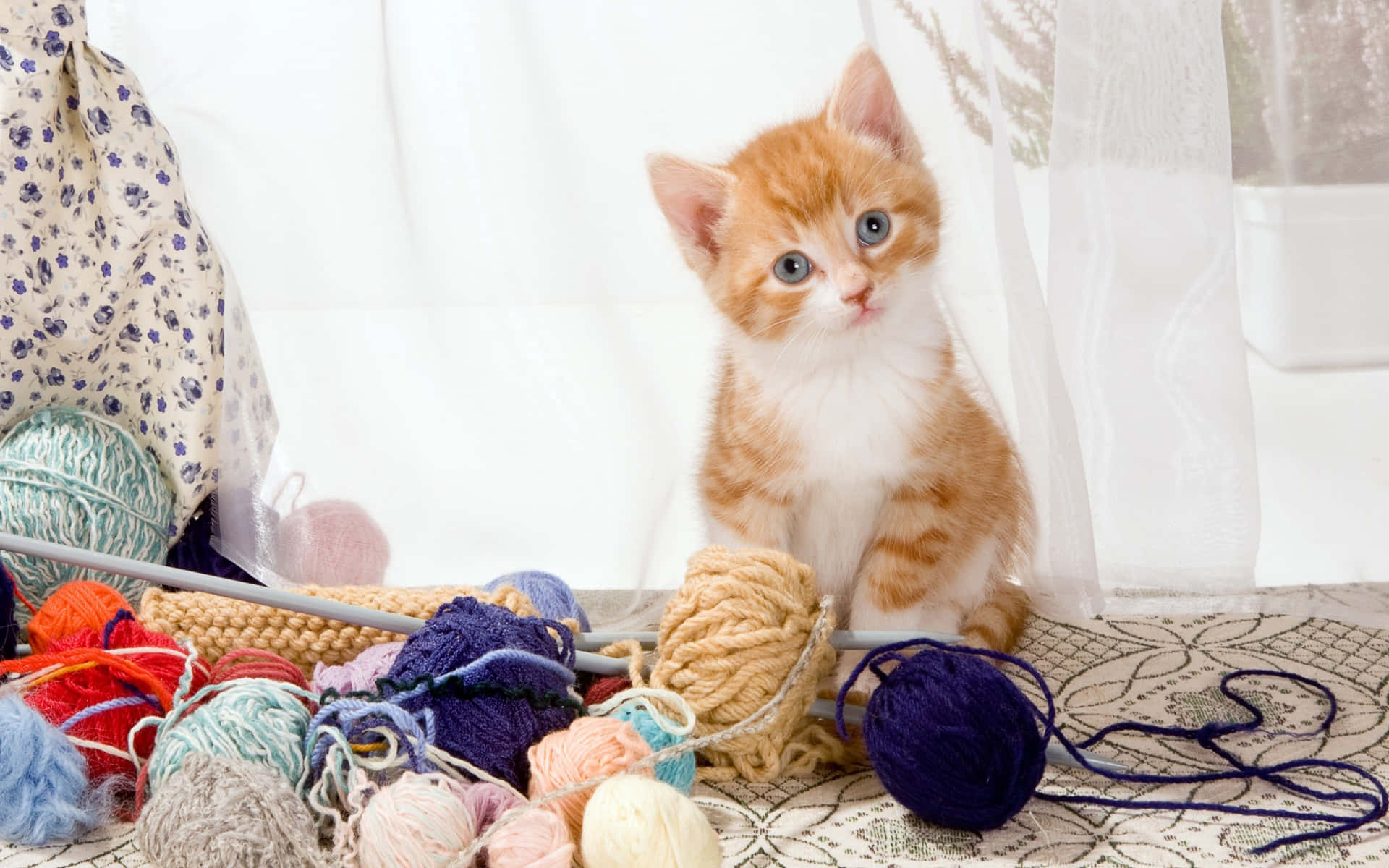 Ginger Cat Beside Yarns For Knitting