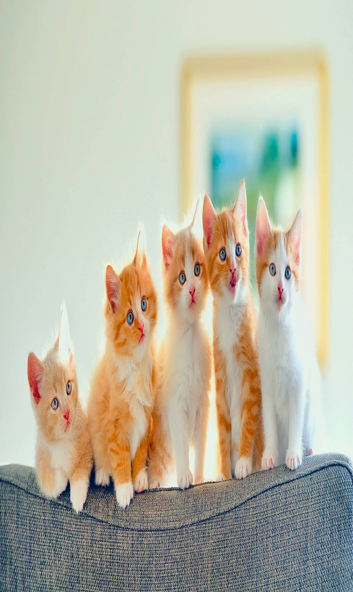Ginger Cats Full Hd Phone Background