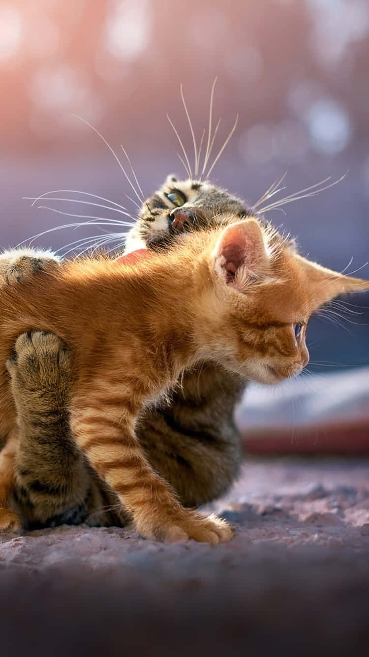 Ginger Kitten Adorably Hugged By Tabby Cat Background