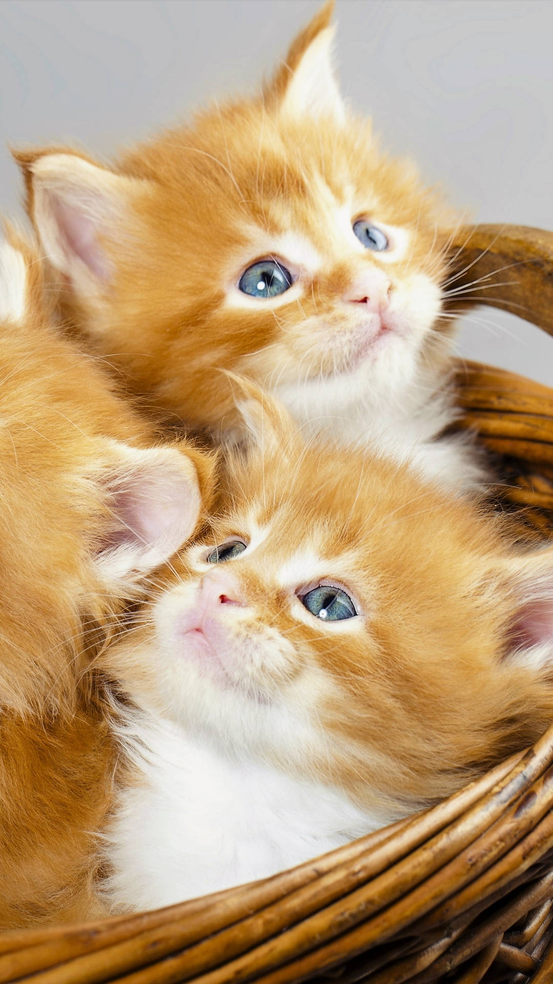 Ginger Kittensin Basket Background