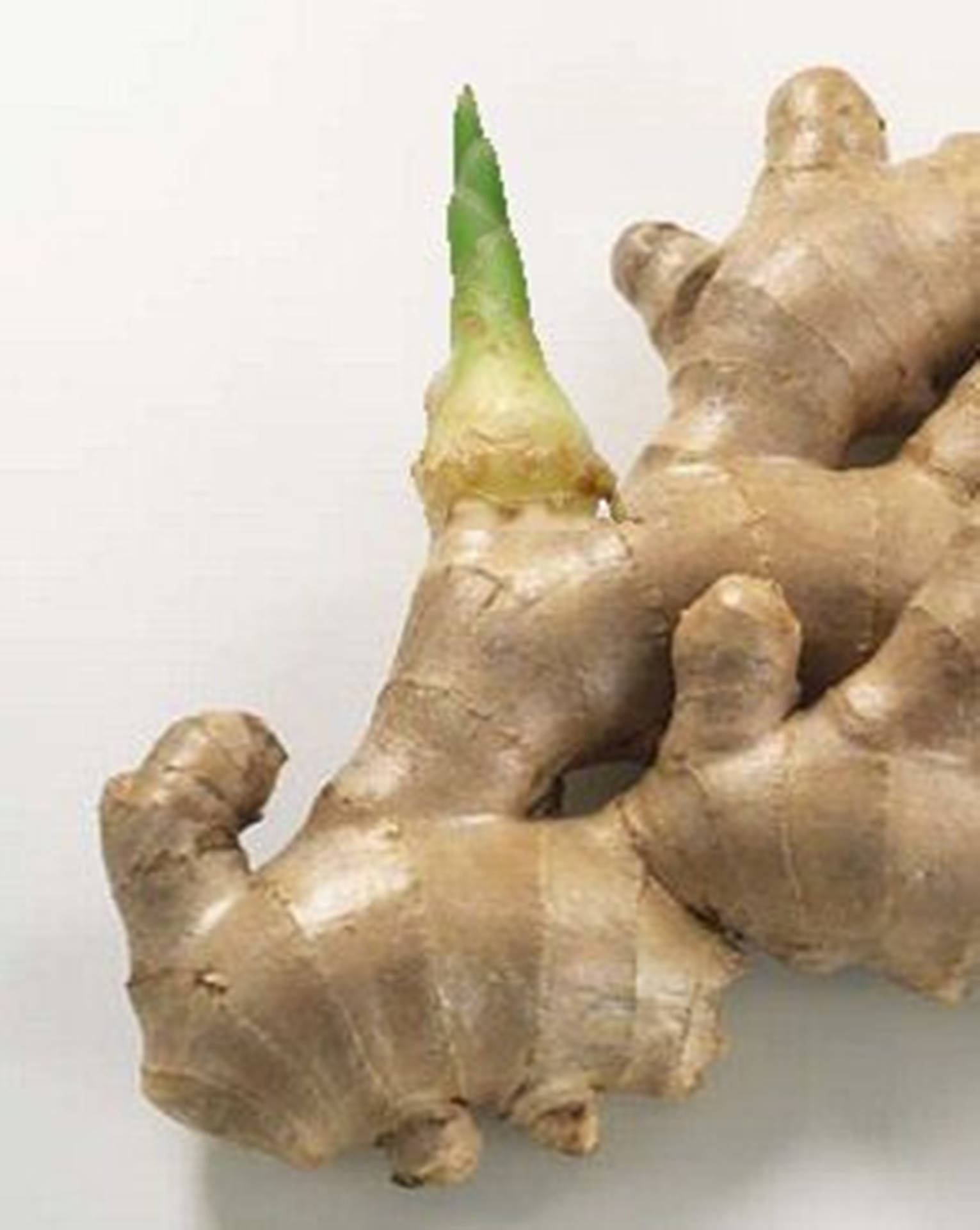 Ginger Root Vegetable With Tiny Bud Background