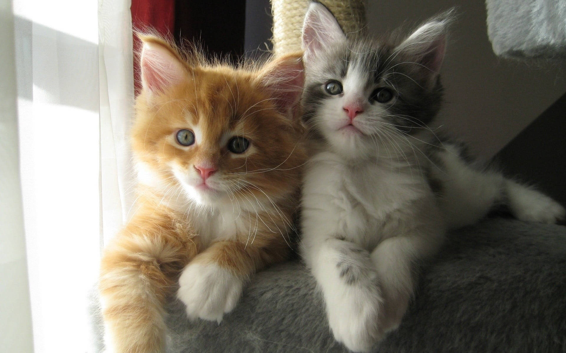 Gingerand Gray Kittens Cuddling Background