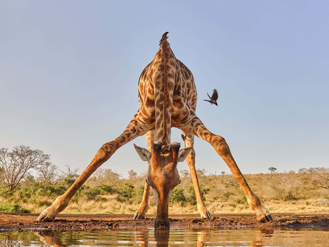 Giraffe Annual Water Supply Background