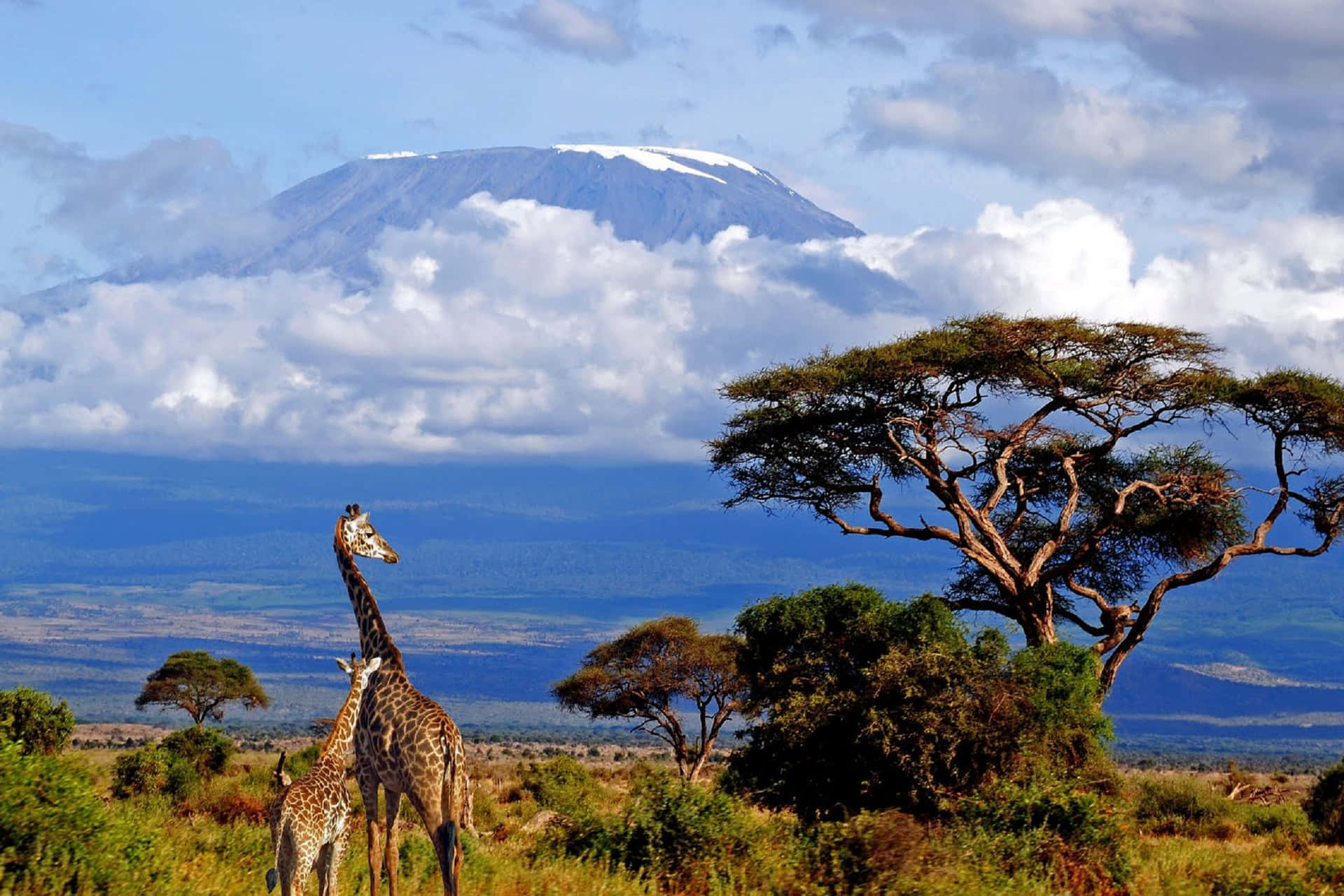 Giraffe At Mount Kilimanjaro Background