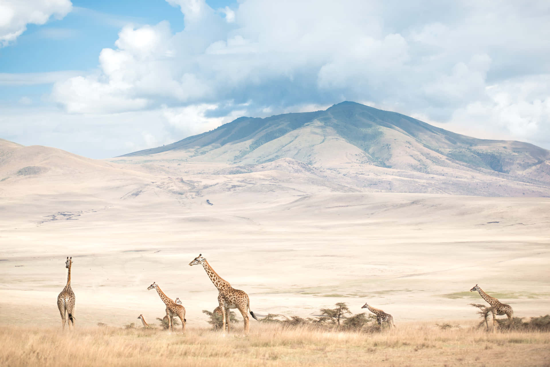 Giraffe At The Lake Magadi Ngorongoro Crater Background