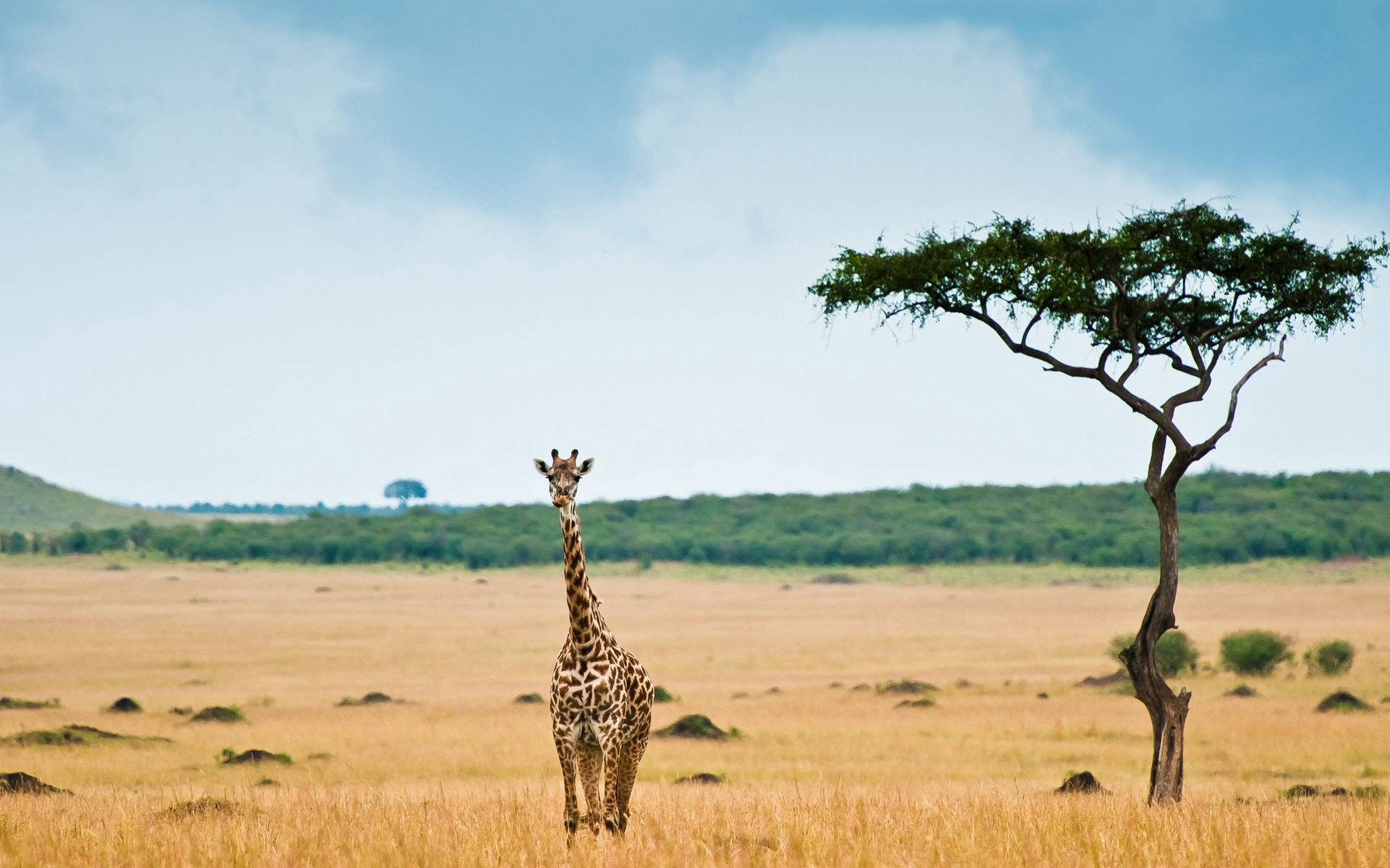 Giraffe Beside An Acacia Tree Background