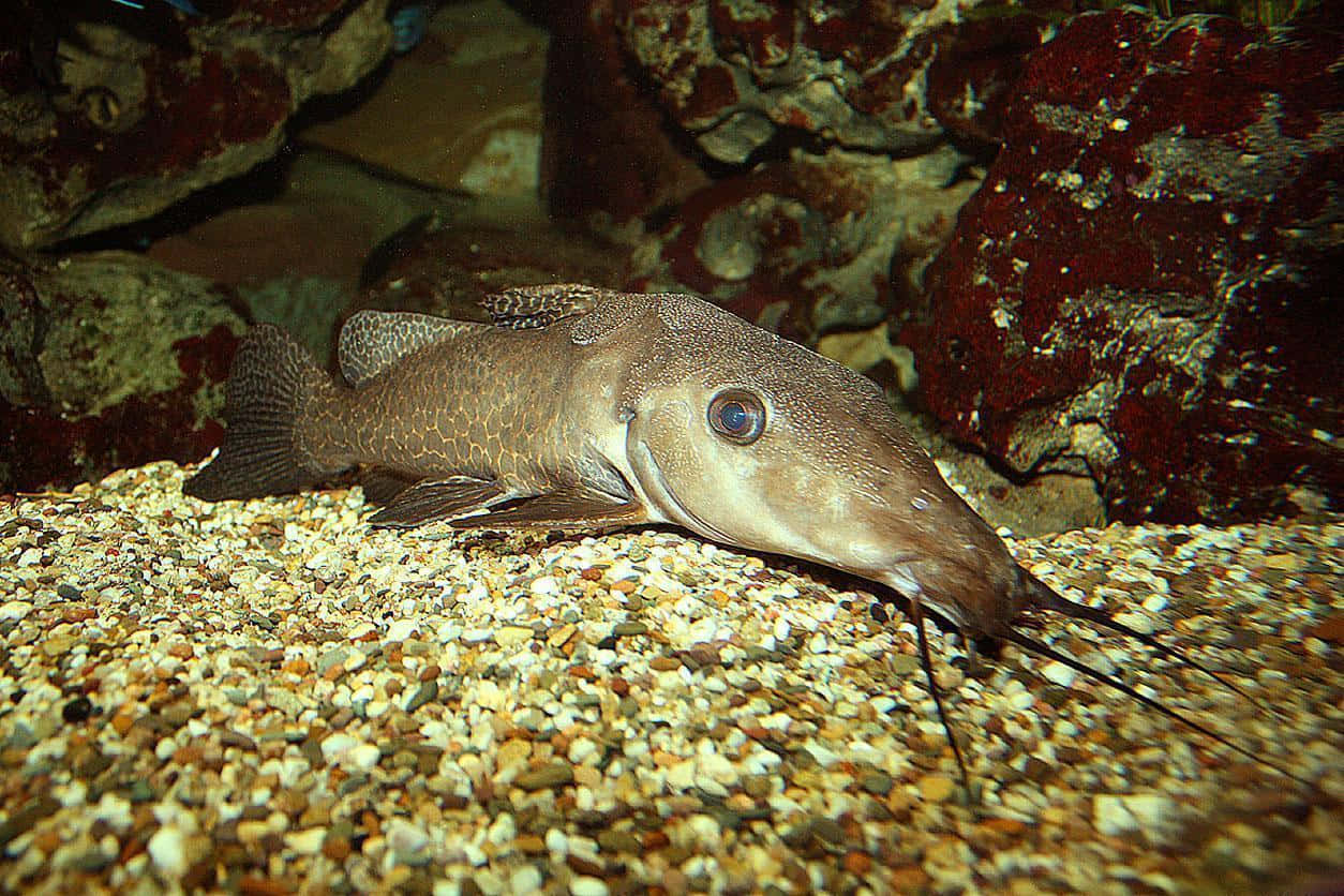 Giraffe Catfish