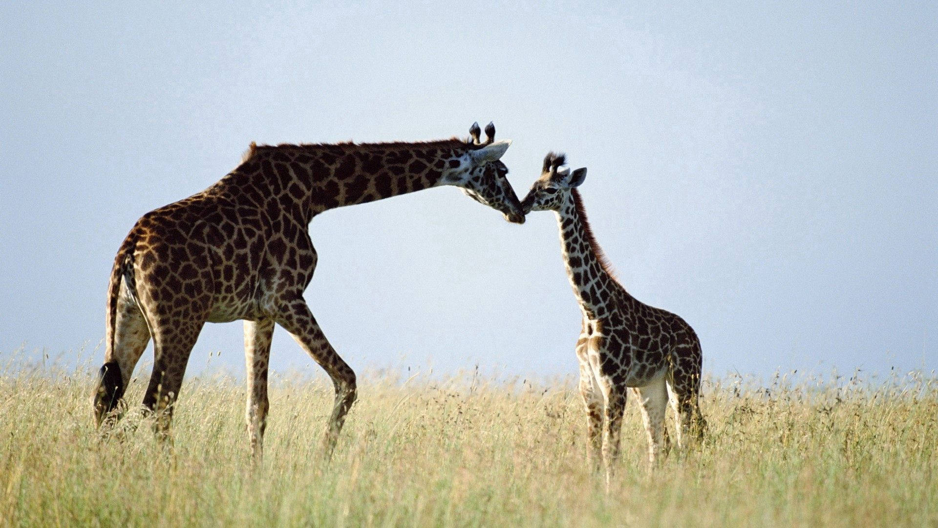 Giraffe Family In Grassland Background
