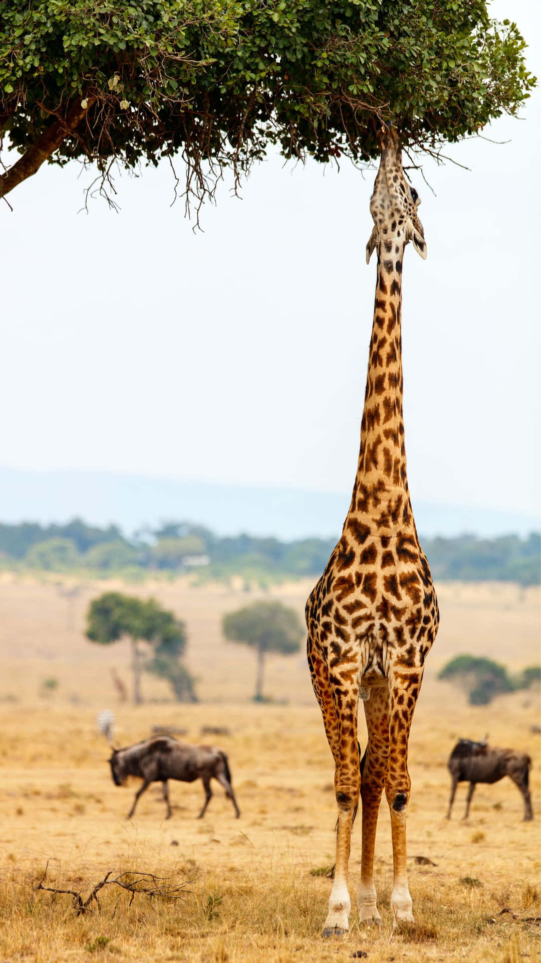 Giraffe Feedingon Acacia Tree Background