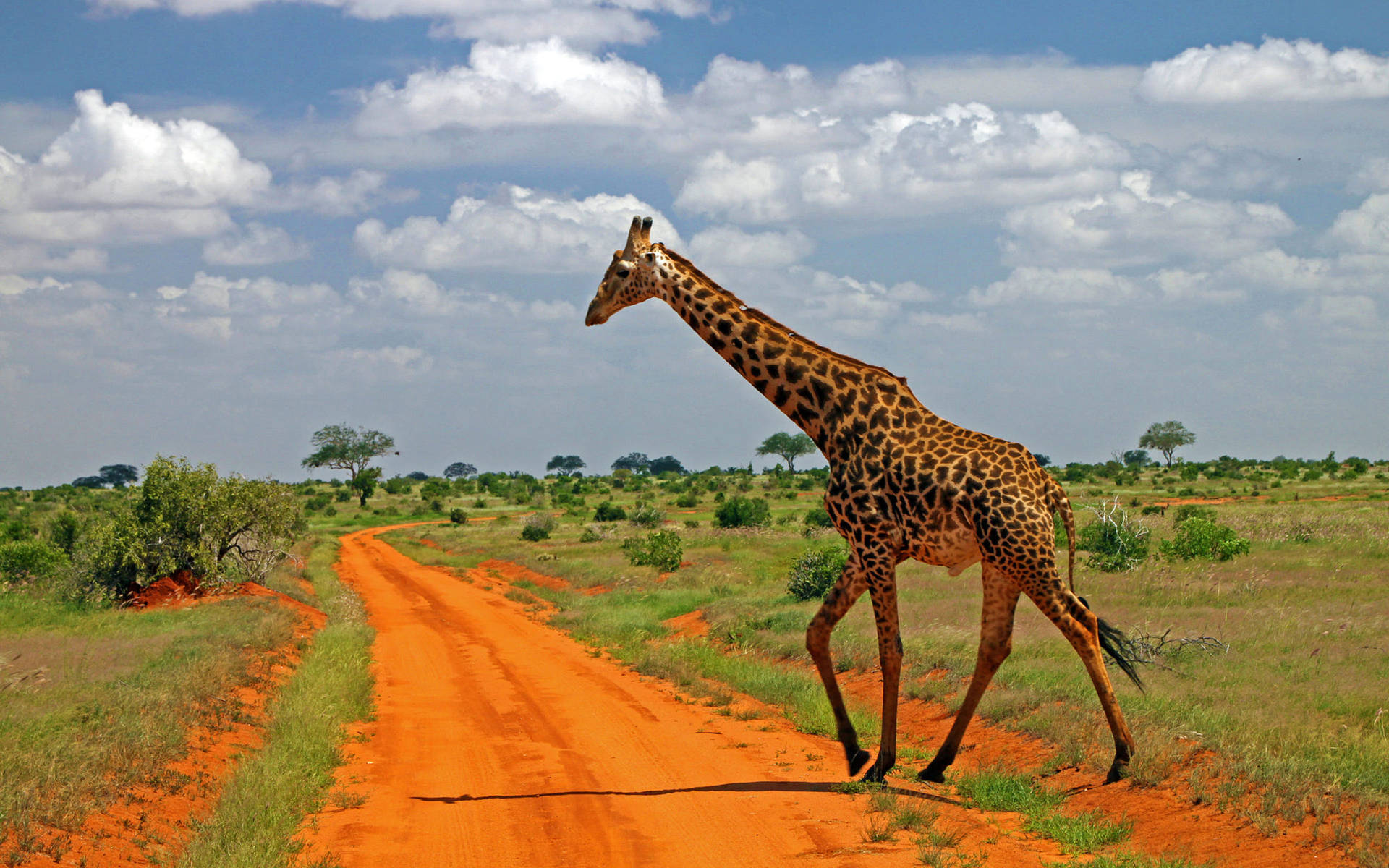 Giraffe In Africa 4k