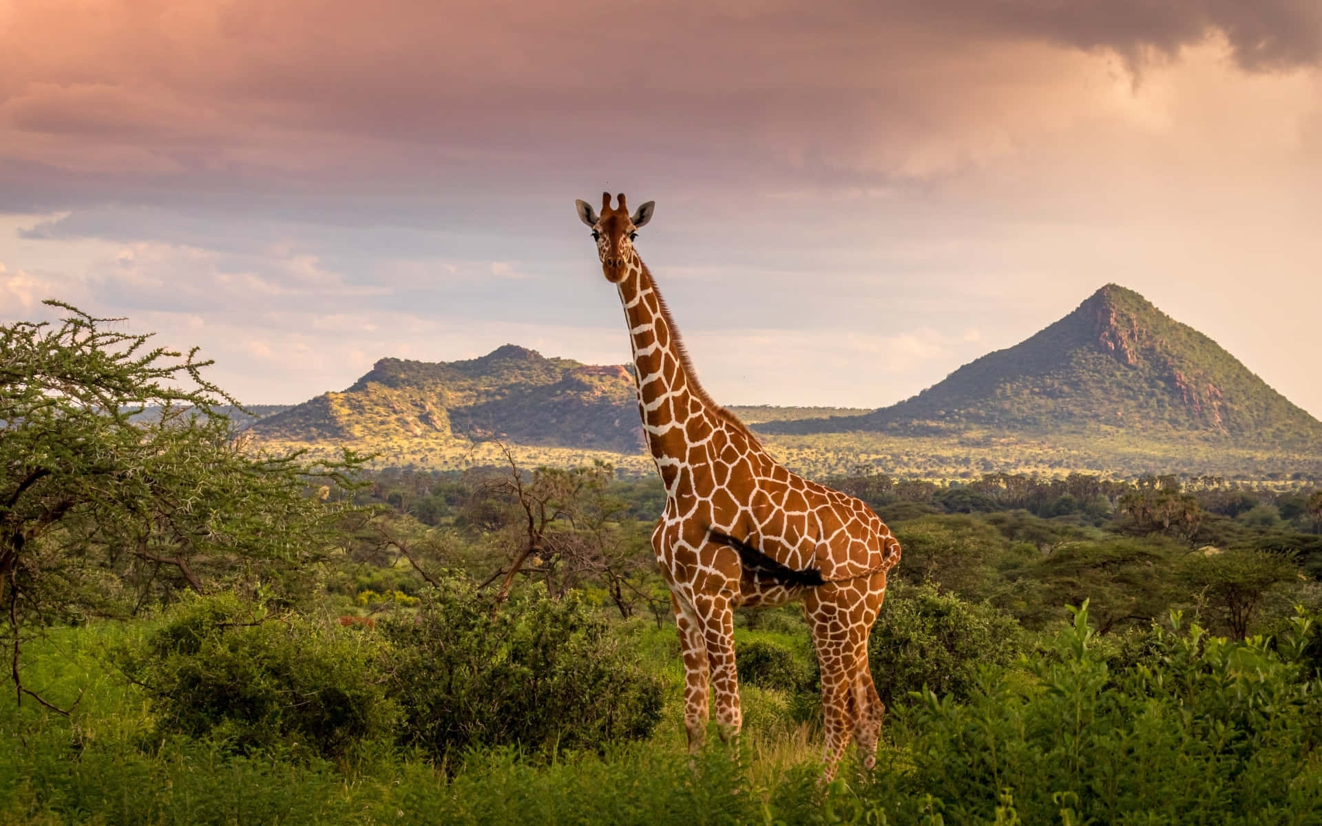 Giraffe In Africa Hd Background