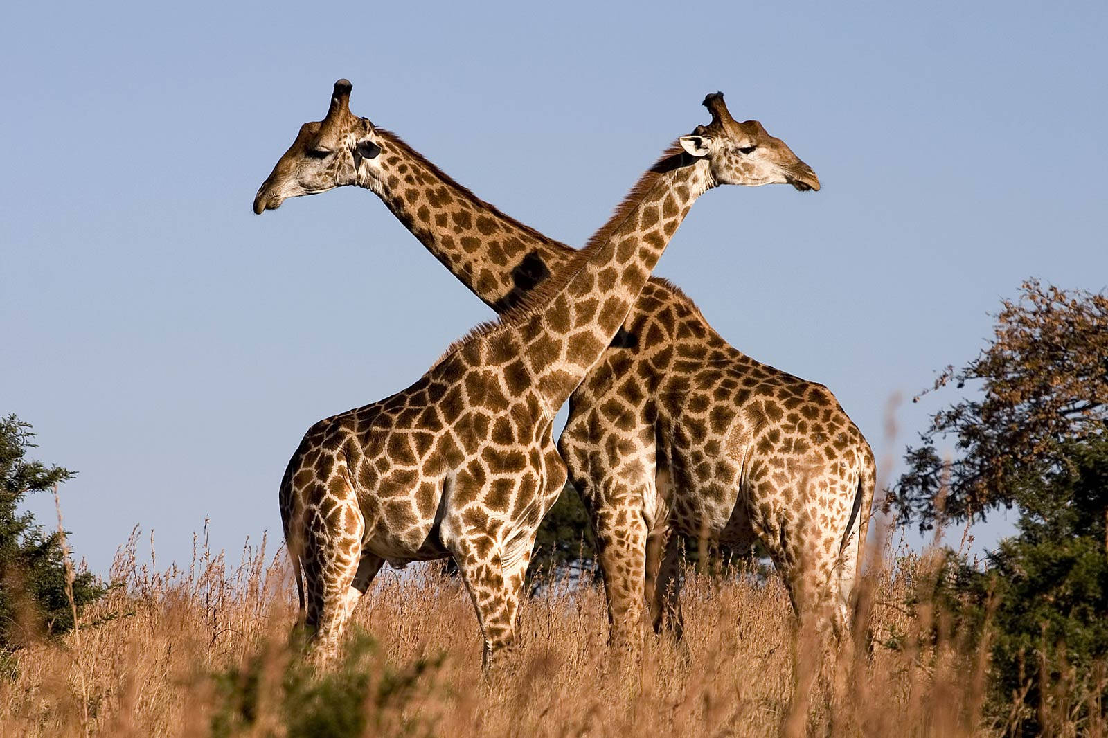 Giraffe In African Wildlife Background