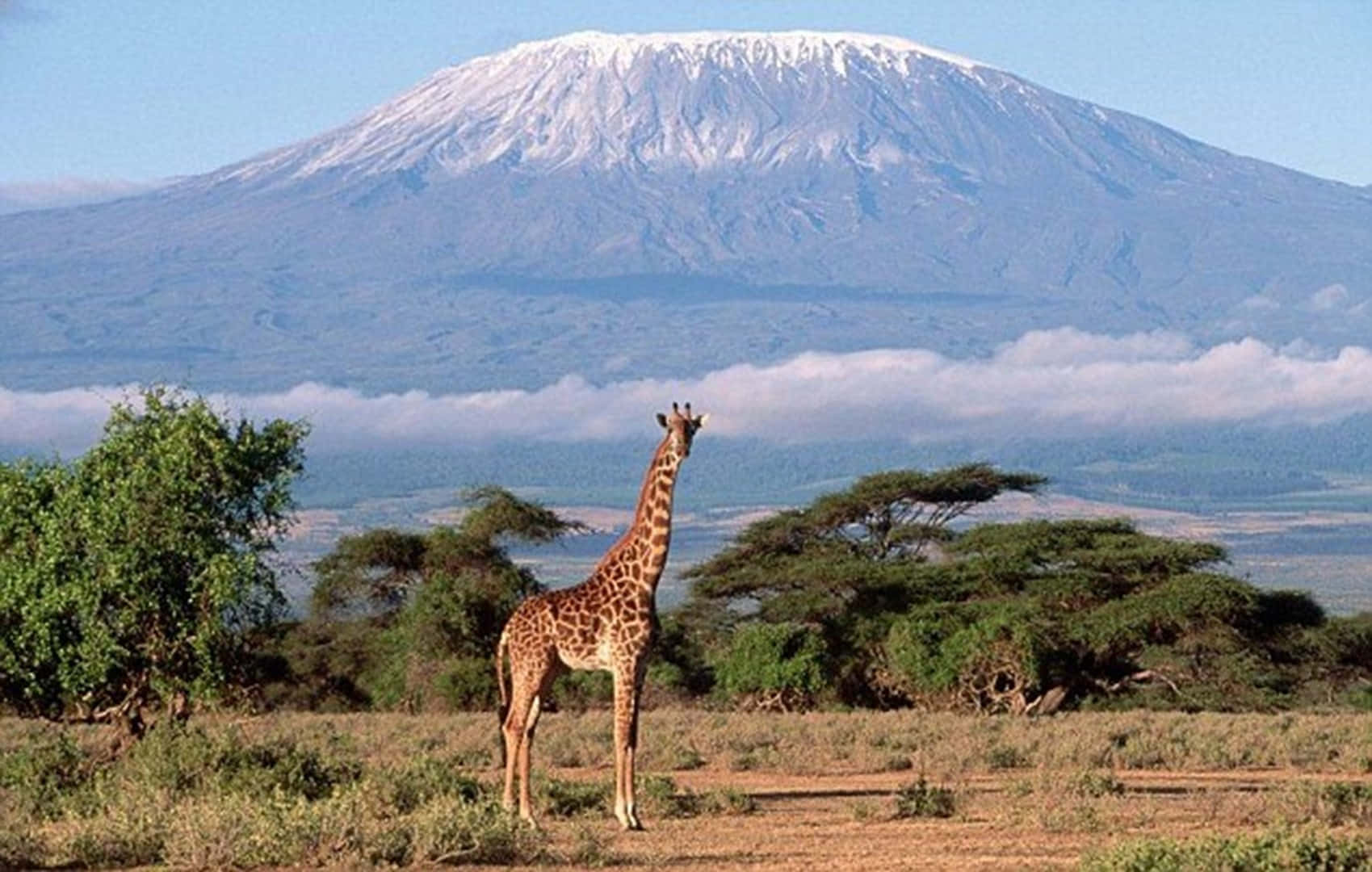 Giraffe In Mount Kilimanjaro Background