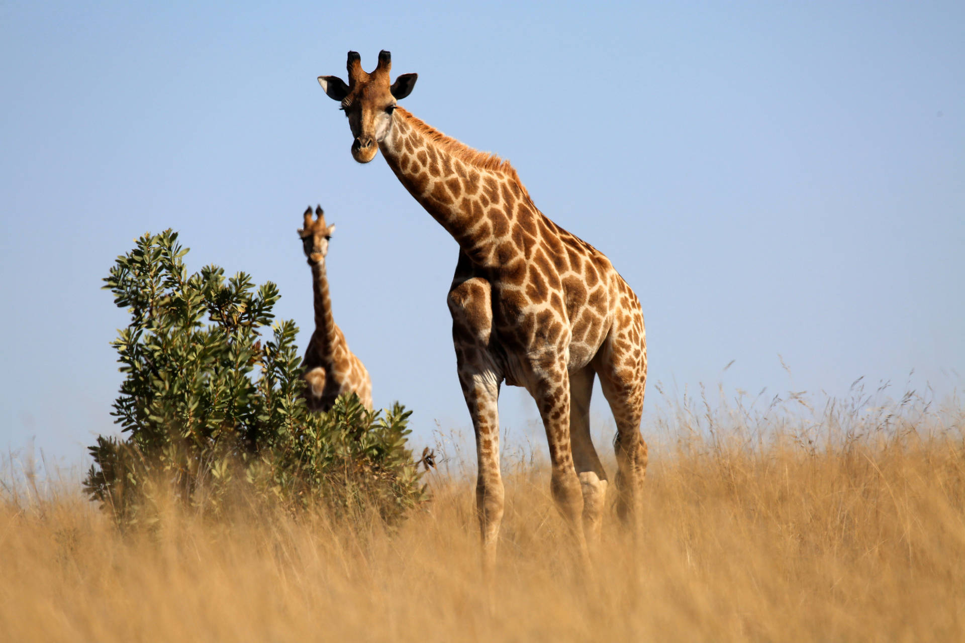 Giraffe In Savannah Grass Land Background
